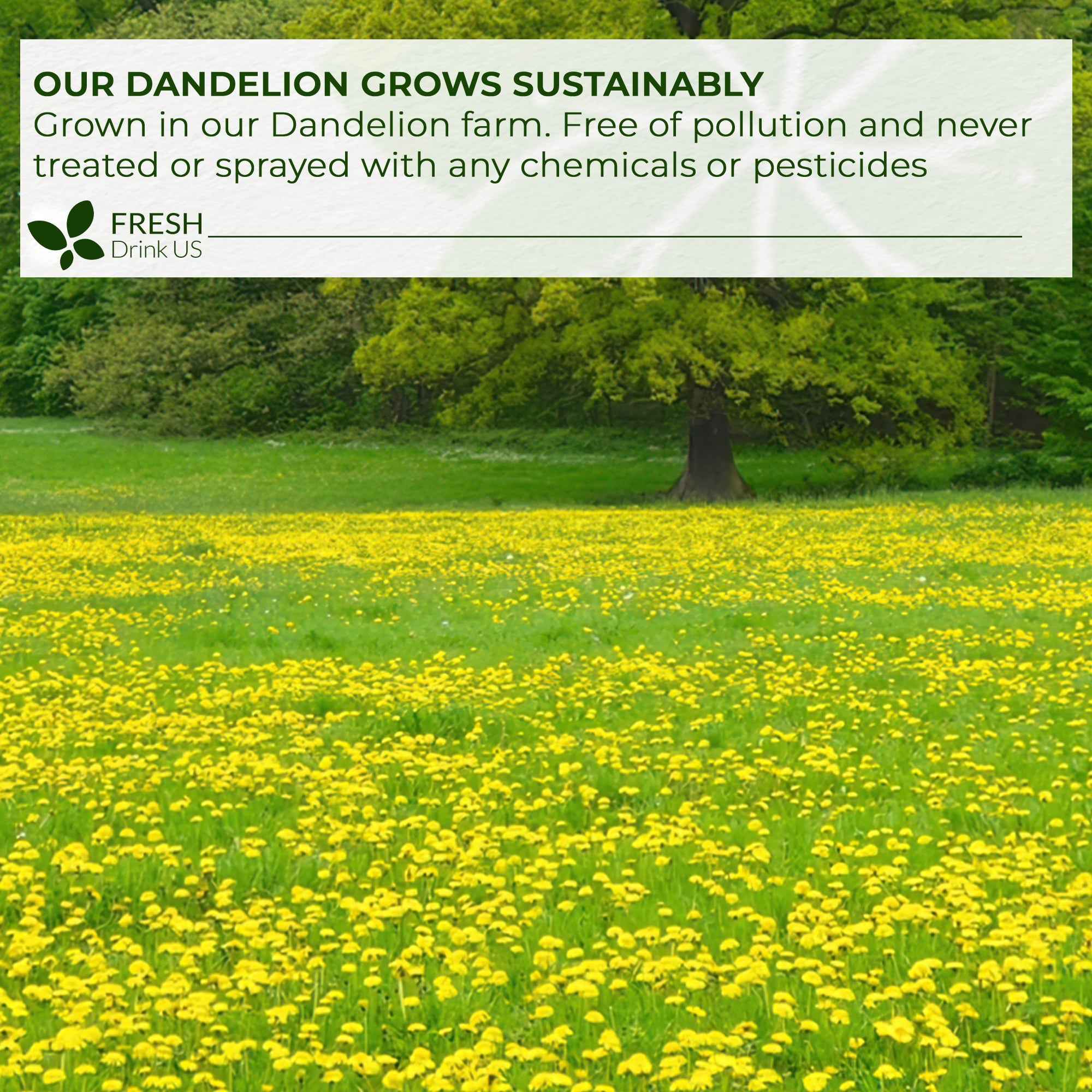 Dandelion Root Tea Bags, 100% Natural & Pure from Dandelion Root, Eco-Conscious Tea Bags, Dandelion Root Herbal Tea. Dandelion Root Tea. No Sugar, No Caffeine, No Gluten, Vegan.