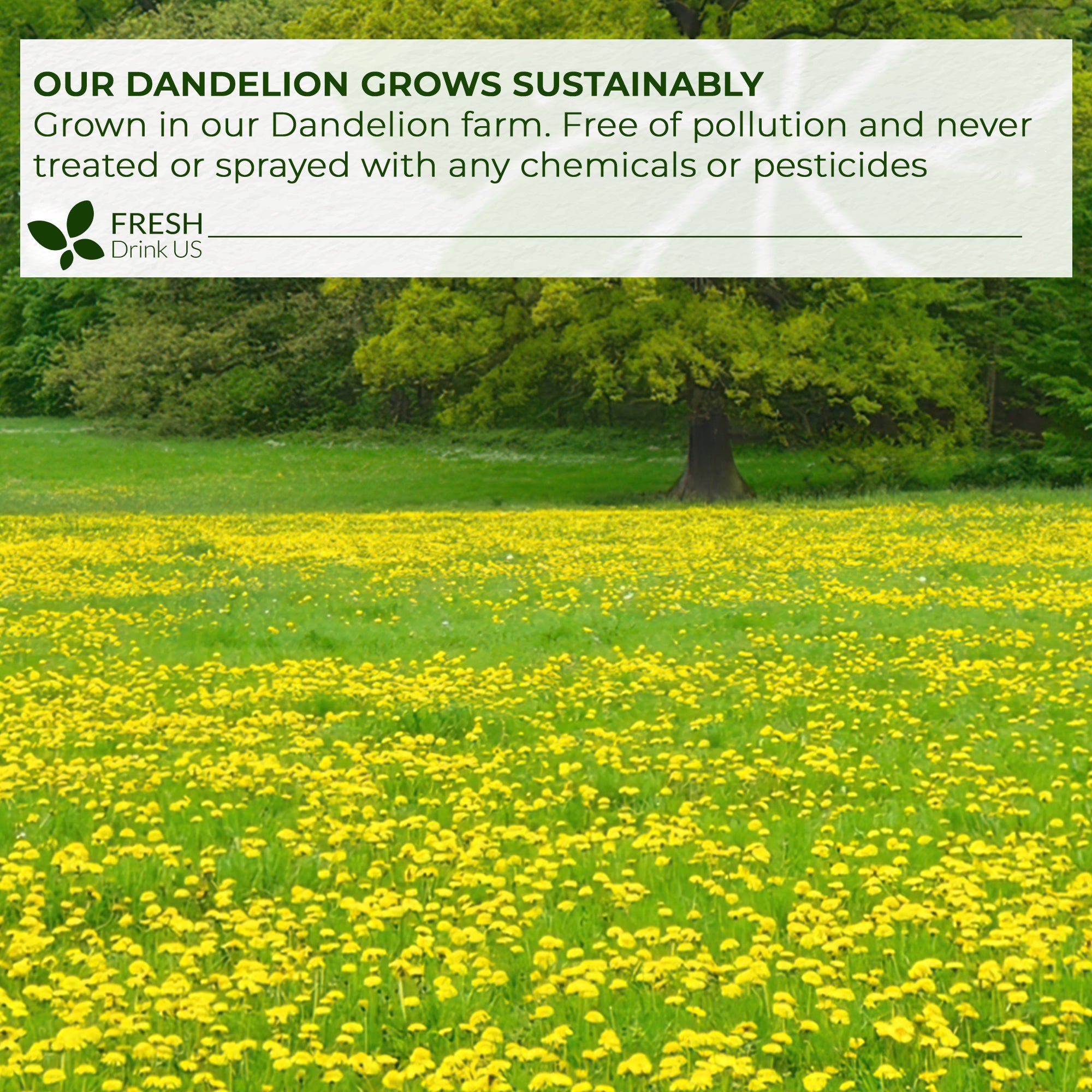 Dandelion Root Tea Bags, 100% Natural & Pure from Dandelion Root, Eco-Conscious Tea Bags, Dandelion Root Herbal Tea. Dandelion Root Tea. No Sugar, No Caffeine, No Gluten, Vegan. by FreshDrinkUS - Natural and Premium Herbal Tea