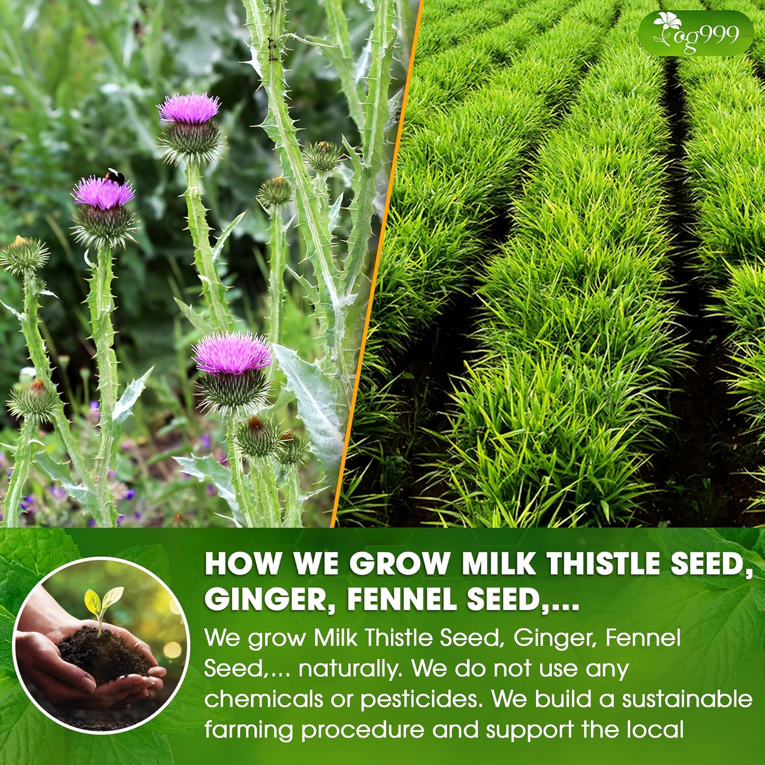 Premium Stomach & Liver Herbal Tea | Milk Thistle Seed, Ginger, Fennel, Peppermint & Licorice by FreshDrinkUS - Natural and Premium Herbal Tea