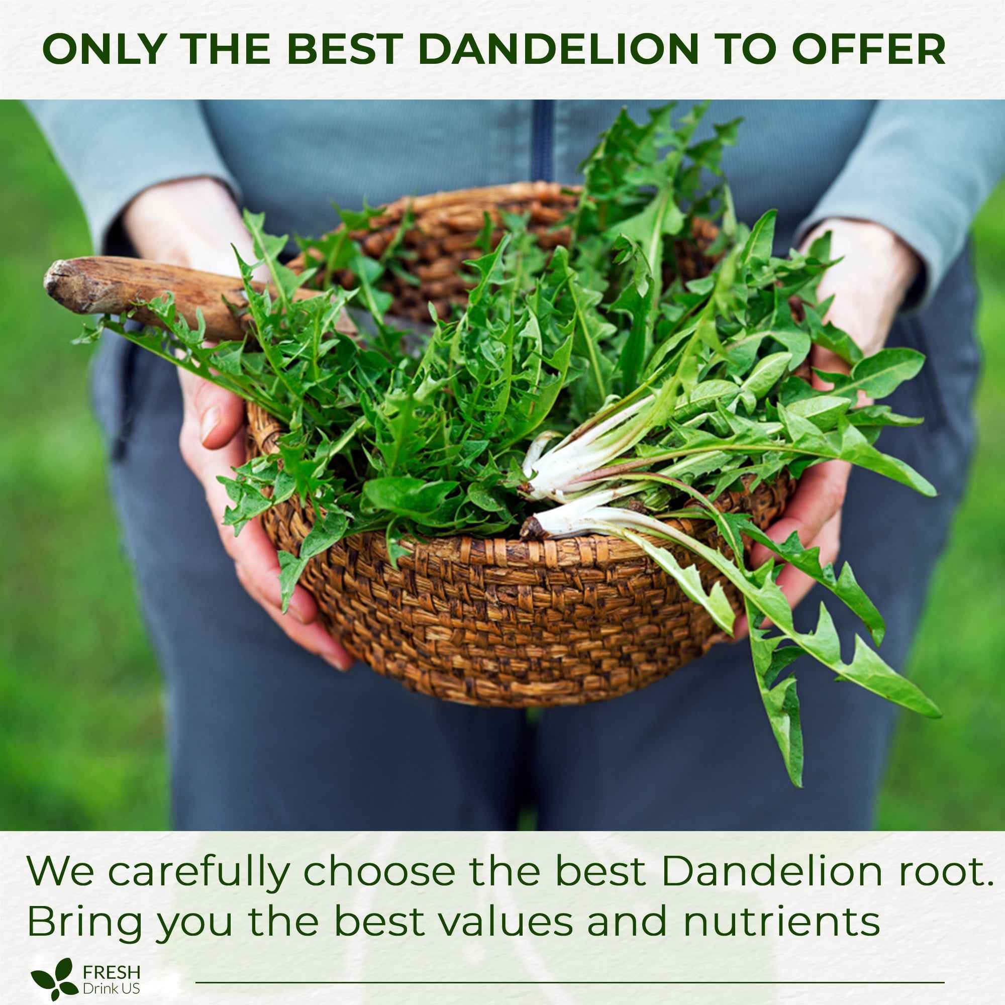 Dandelion Root Tea Bags, 100% Natural & Pure from Dandelion Root, Eco-Conscious Tea Bags, Dandelion Root Herbal Tea. Dandelion Root Tea. No Sugar, No Caffeine, No Gluten, Vegan.