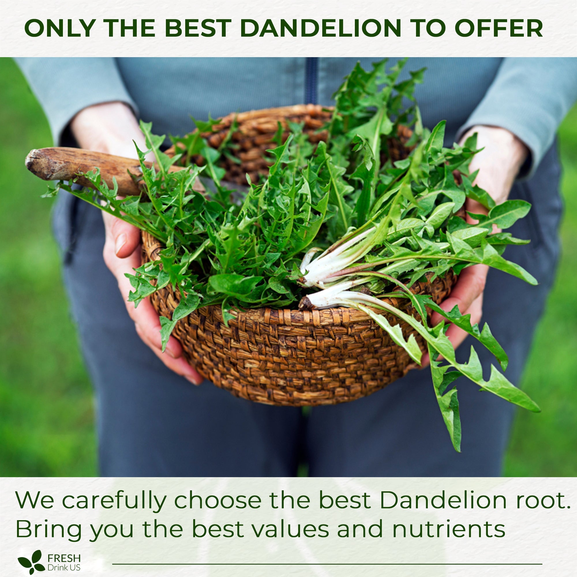 Dandelion Root Tea Bags, 100% Natural & Pure from Dandelion Root, Eco-Conscious Tea Bags, Dandelion Root Herbal Tea. Dandelion Root Tea. No Sugar, No Caffeine, No Gluten, Vegan. by FreshDrinkUS - Natural and Premium Herbal Tea