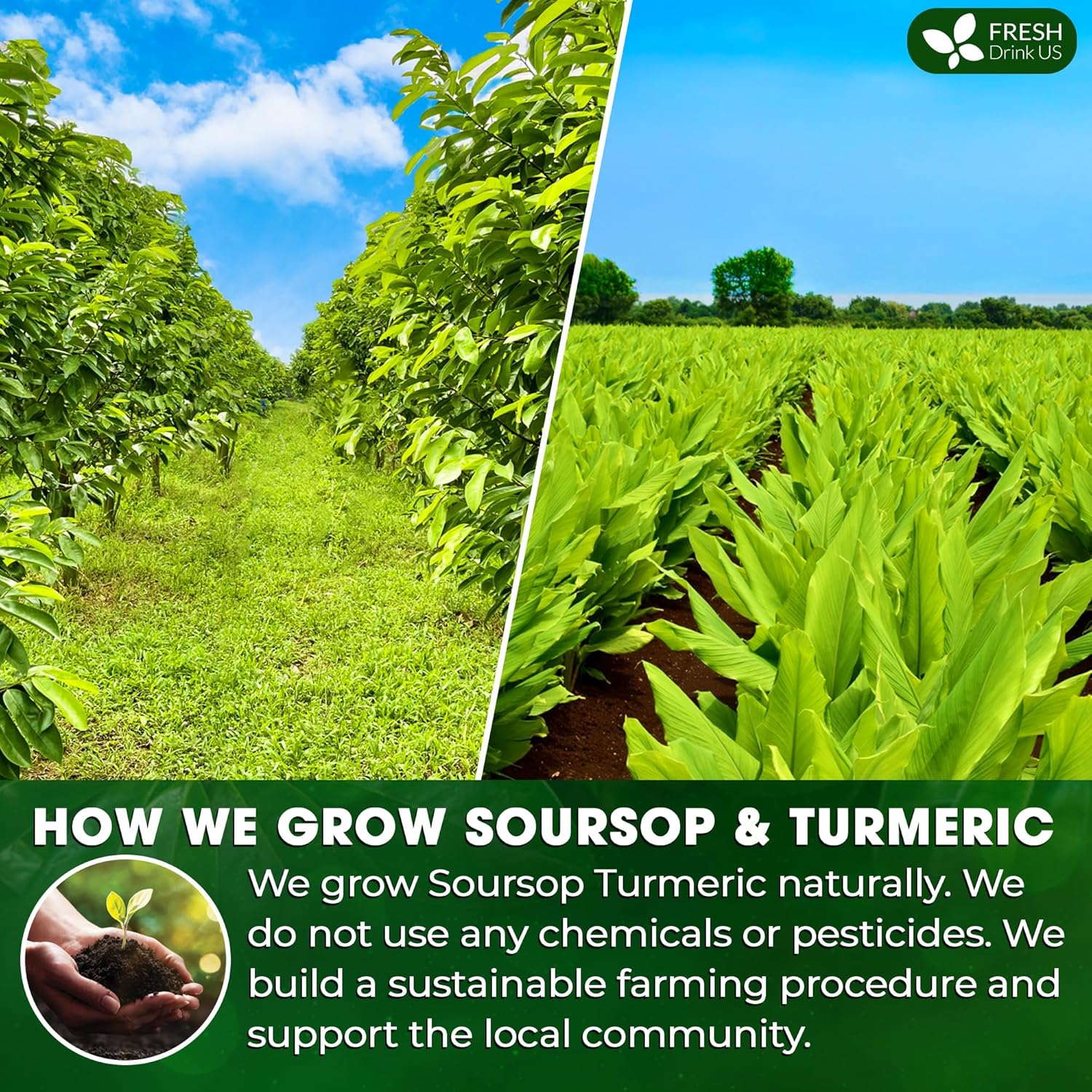 Premium Soursop Turmeric Tea Bags | Blend of Soursop Leaves, and Turmeric Root by FreshDrinkUS - Natural and Premium Herbal Tea