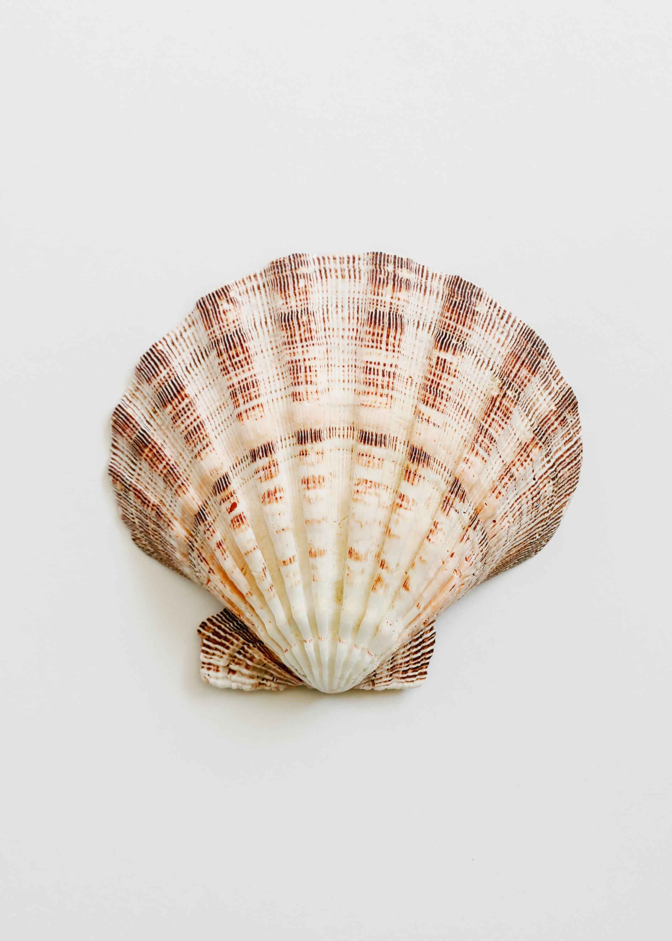Sea Shell by CanyonLeaf
