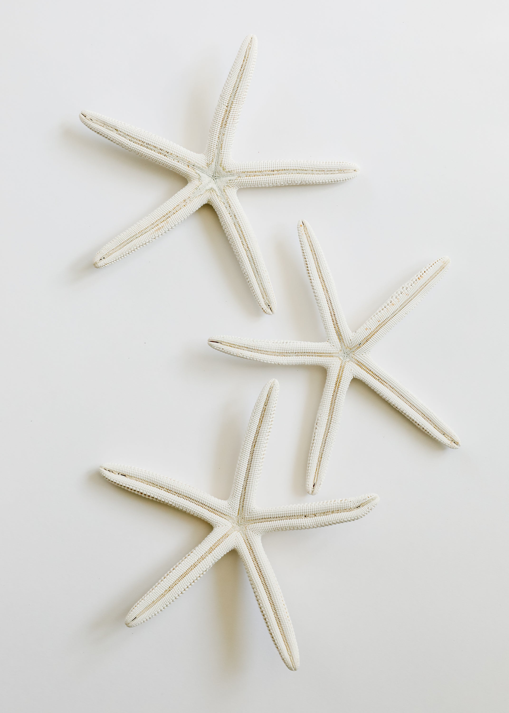 Starfish by CanyonLeaf