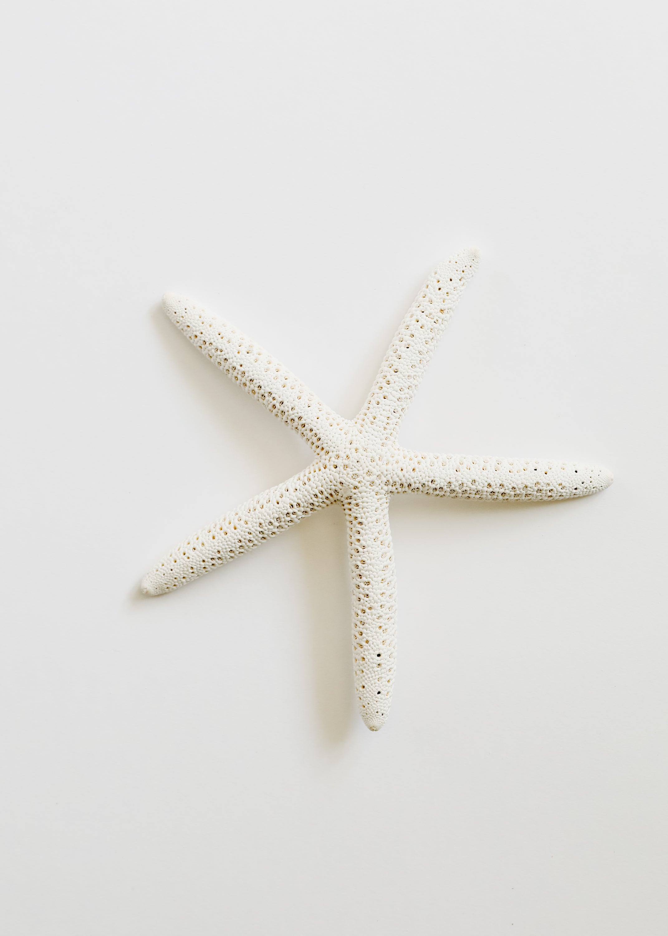 Starfish by CanyonLeaf