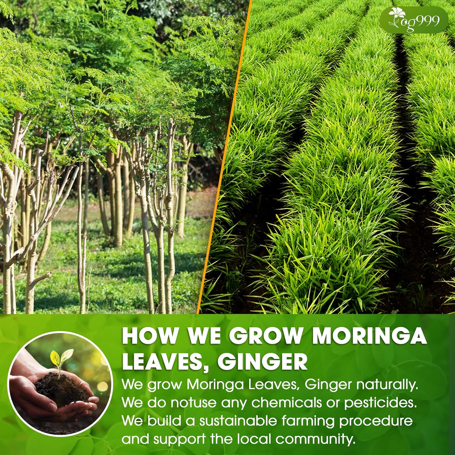 Premium Moringa Ginger Herbal Tea by FreshDrinkUS - Natural and Premium Herbal Tea