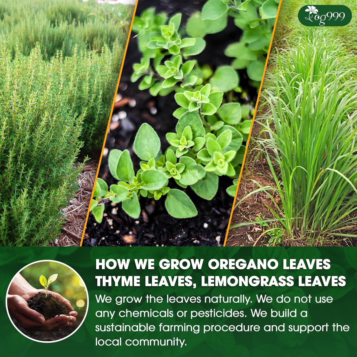 Premium Oregano Herbal Tea with Jasmine-Like Notes | Blend of Oregano, Thyme & Lemongrass by FreshDrinkUS - Natural and Premium Herbal Tea