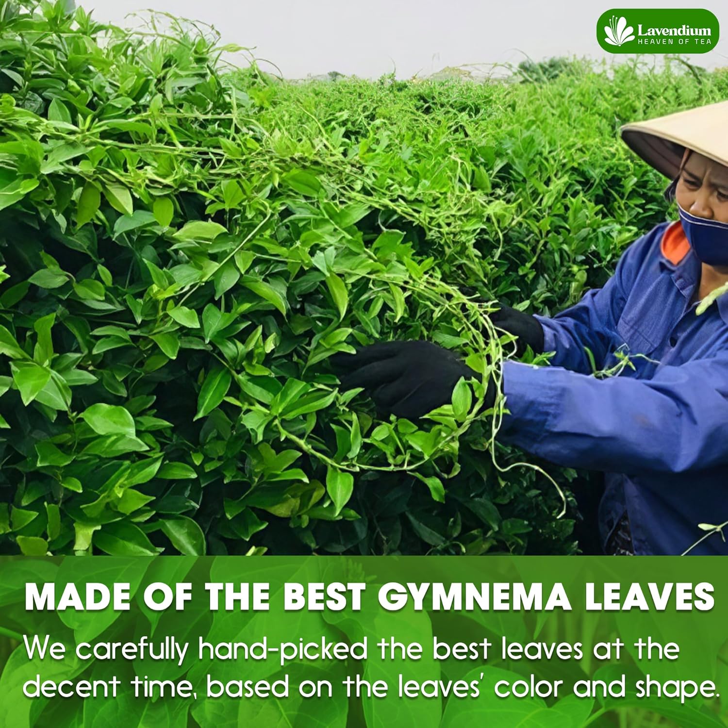 Premium Gymnema Leaf Tea Bags for Diabetics, 100% Natural & Pure from Gymnema Leaves. by FreshDrinkUS - Natural and Premium Herbal Tea