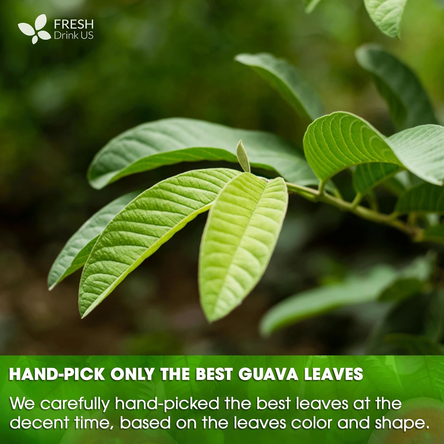 Natural Guava Leaves, Whole Dried Leaves, Cut-and-Sifted Guava leaves, 100% Pure from Guava Leaves, Natural Guava Loose Leaf Herbal Tea, No Additives, No Caffeine, Vegan by FreshDrinkUS - Natural and Premium Herbal Tea