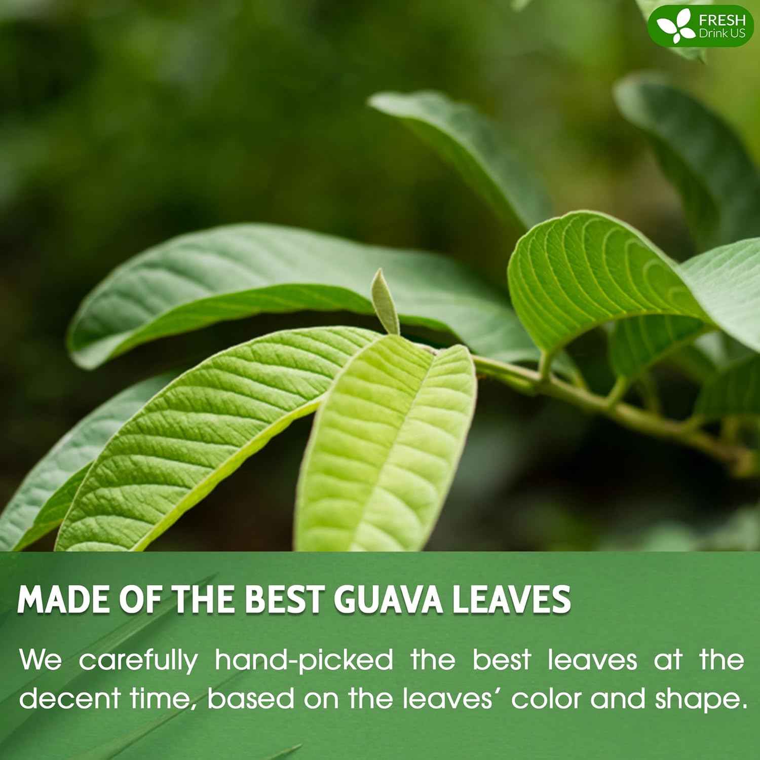 Premium Guava Leaf Tea Bags