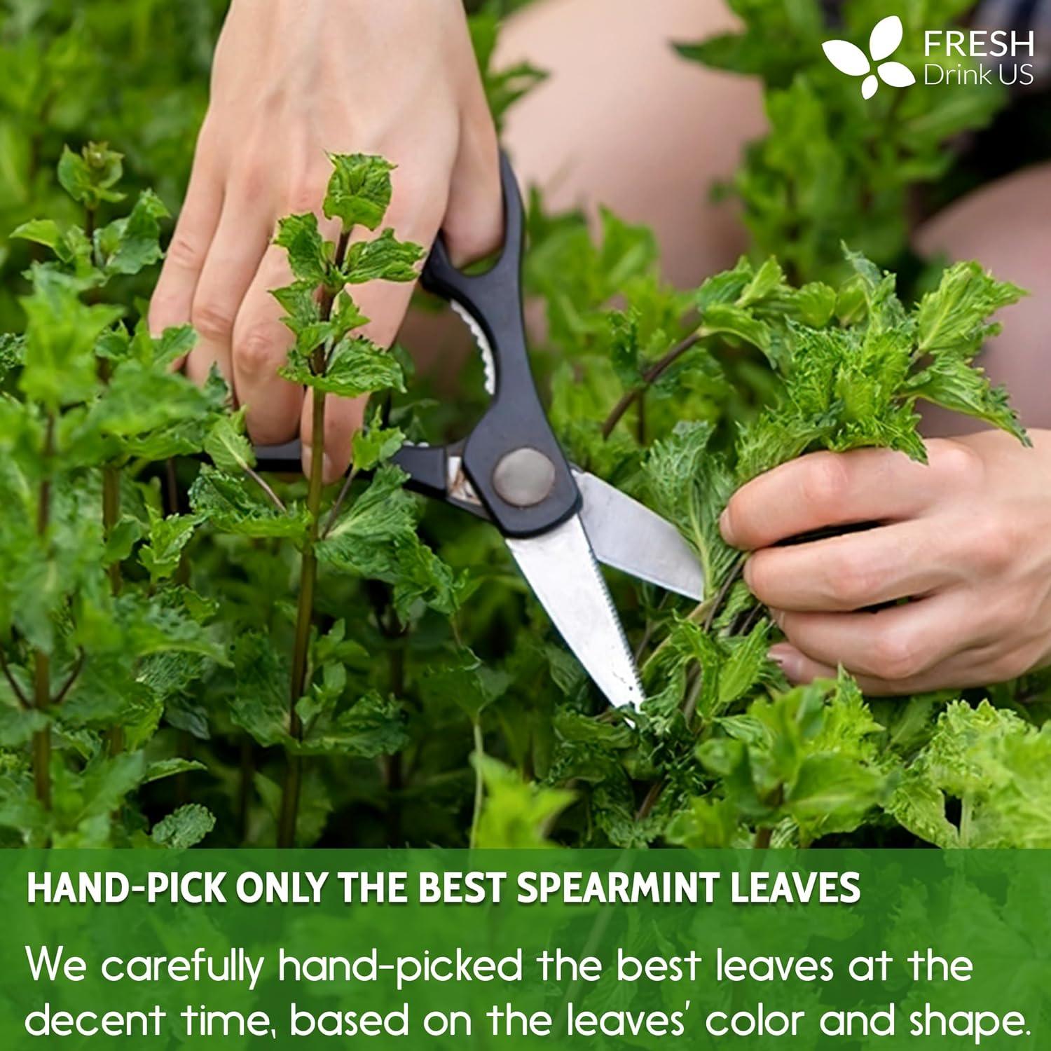 Spearmint Tea Bags, 100% Natural & Pure Spearmint Leaves. Loose Leaf Spearmint Herbal Tea. Spearmint Leaf Tea. No Sugar, No Caffeine, No Gluten, Vegan. by FreshDrinkUS - Natural and Premium Herbal Tea