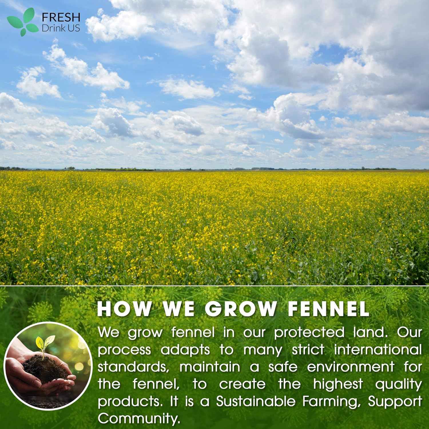 Premium Fennel Tea Bags, 100% Natural & Pure from Fennel Seeds. Fennel Seed Herbal Tea. Fennel Seed Tea. Made with Natural Material Tea Bags. No Sugar, No Caffeine, No Gluten, Vegan.