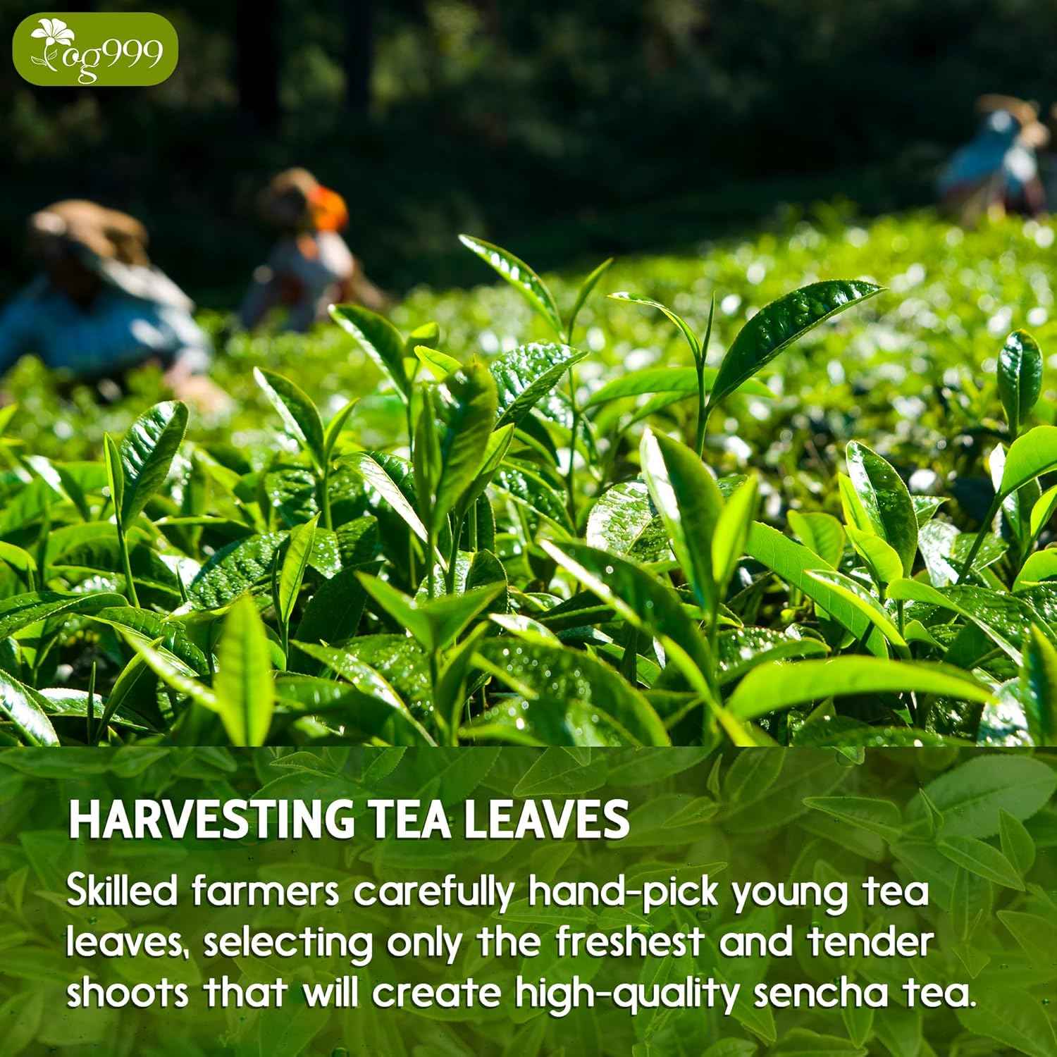 Premium Sencha Green Tea Bags, 100% Natural & Pure from Sencha Green Tea Leaves