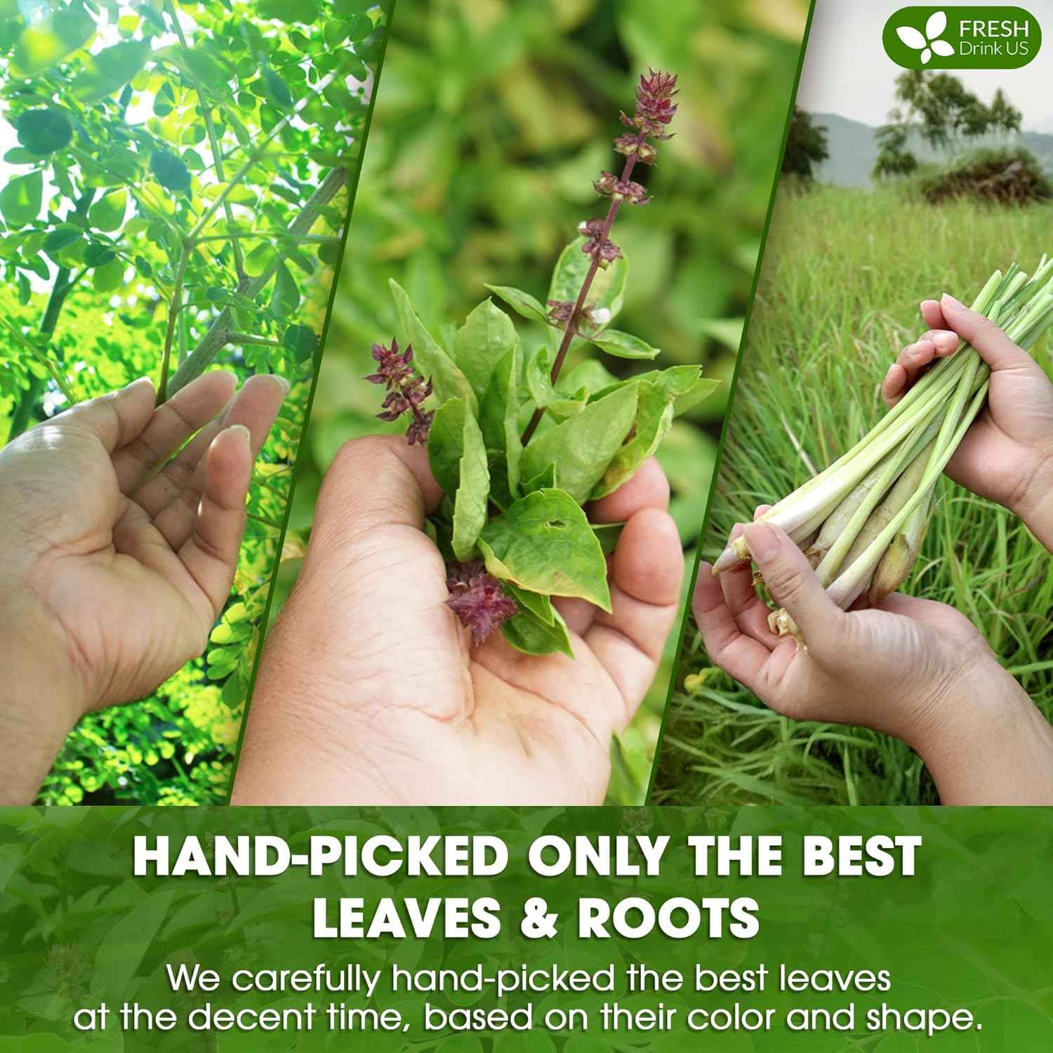 Premium Tulsi Moringa Lemongrass Tea Bags, 100% Natural & Pure from Tulsi Holy Basil Leaves, Moringa & Lemongrass.