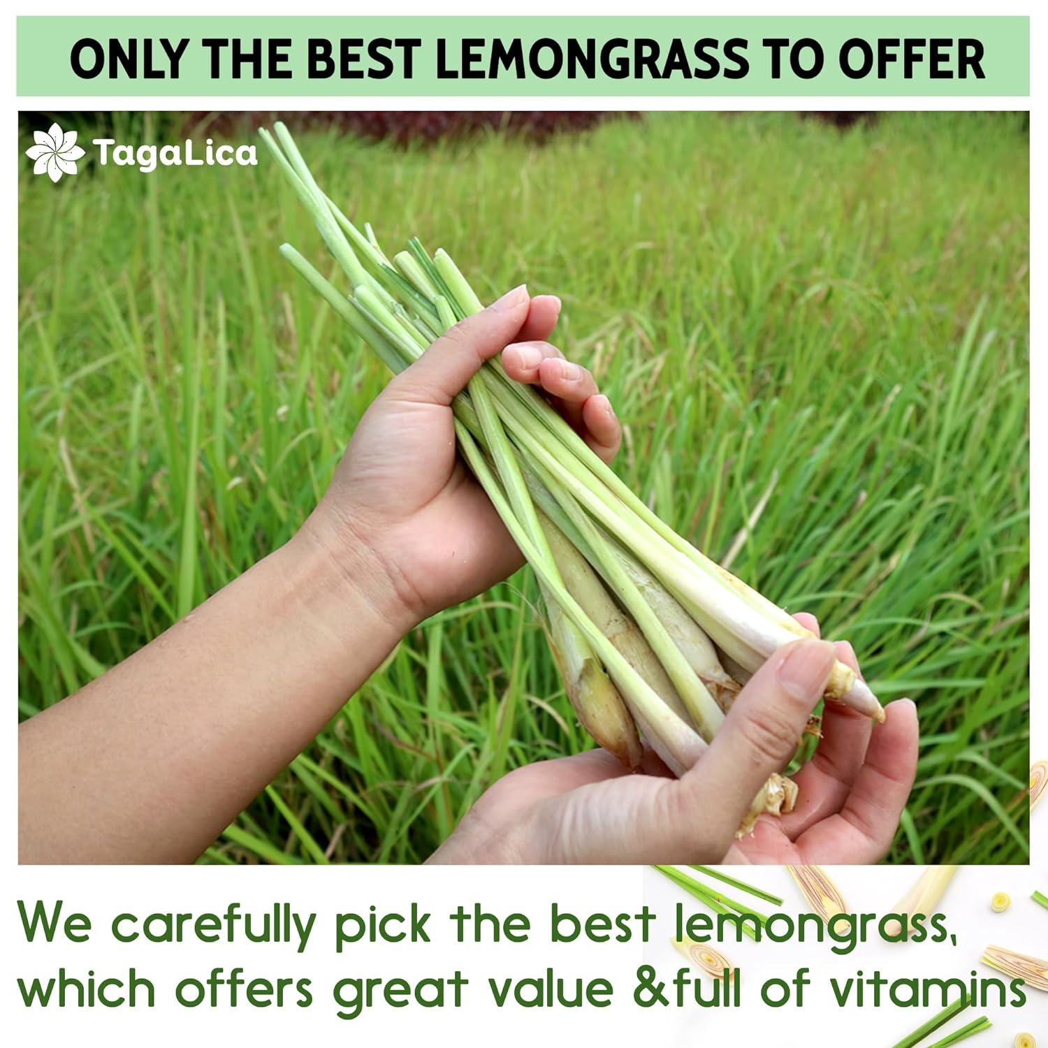 Lemongrass Tea Bags, 100% Natural & Pure Lemongrass leaves, Eco-Conscious Tea Bags, Lemongrass Herbal Tea. Lemongrass Leaf Tea. No Sugar, No Caffeine, No Gluten, Vegan. by FreshDrinkUS - Natural and Premium Herbal Tea