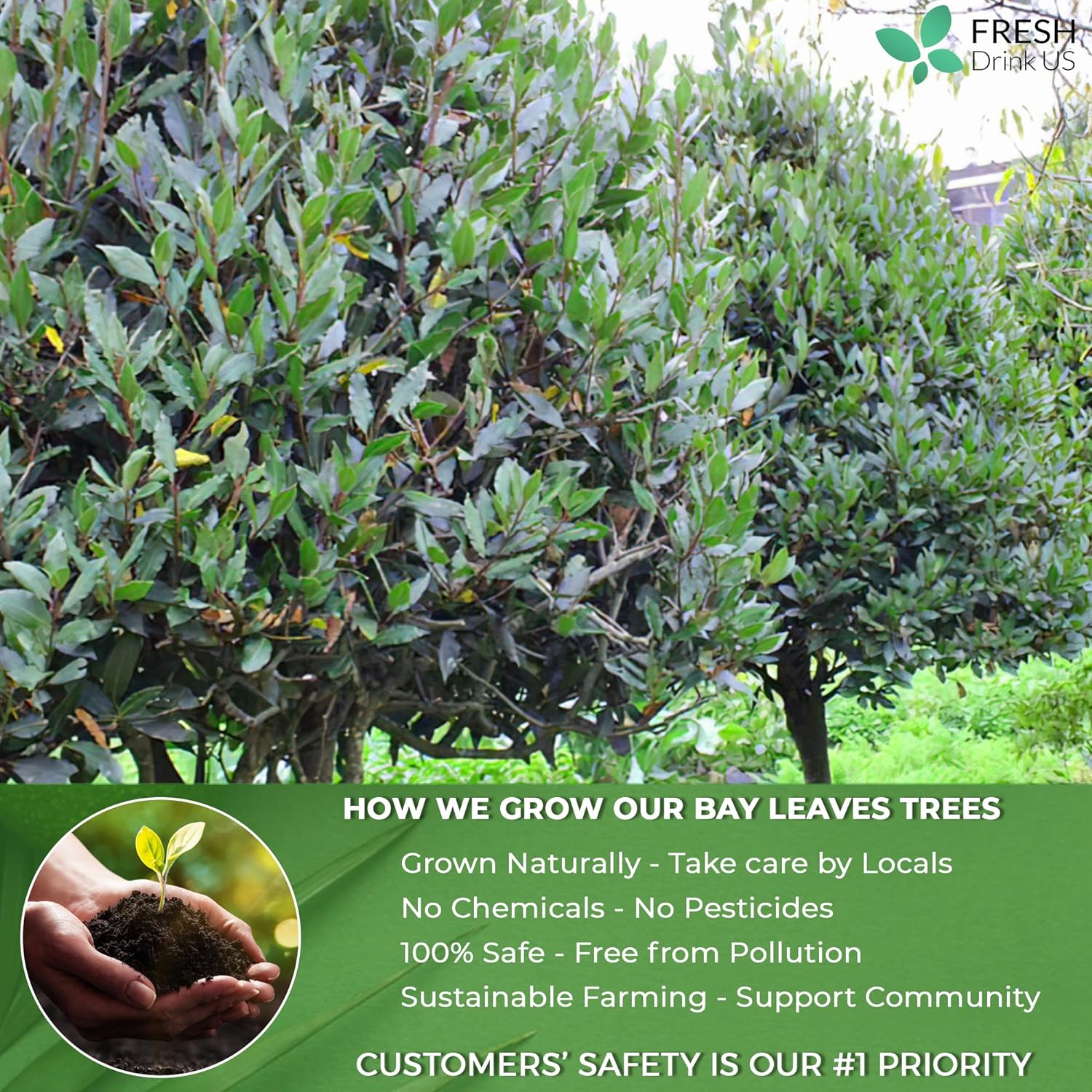 Premium Dried Bay Leaves, Tea Bags, Powder, Bay Leaves Spice, Whole Nice Leaves, Wildcrafted, Fresh Harvested, Bay Leaves For Cooking, Sugar-Free, Gluten Free, Caffeine Free, Vegan by FreshDrinkUS - Natural and Premium Herbal Tea
