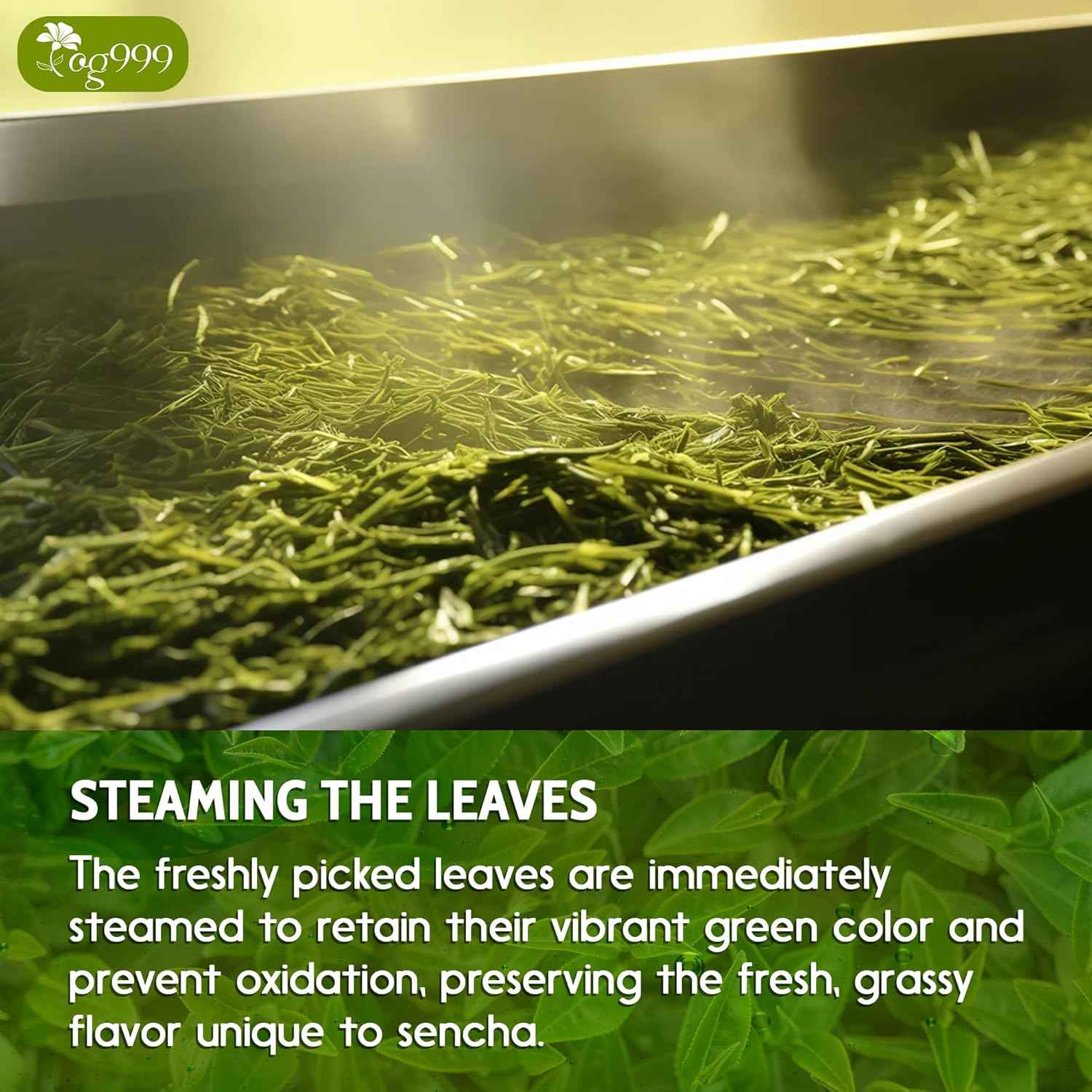 Premium Sencha Green Tea Bags, 100% Natural & Pure from Sencha Green Tea Leaves