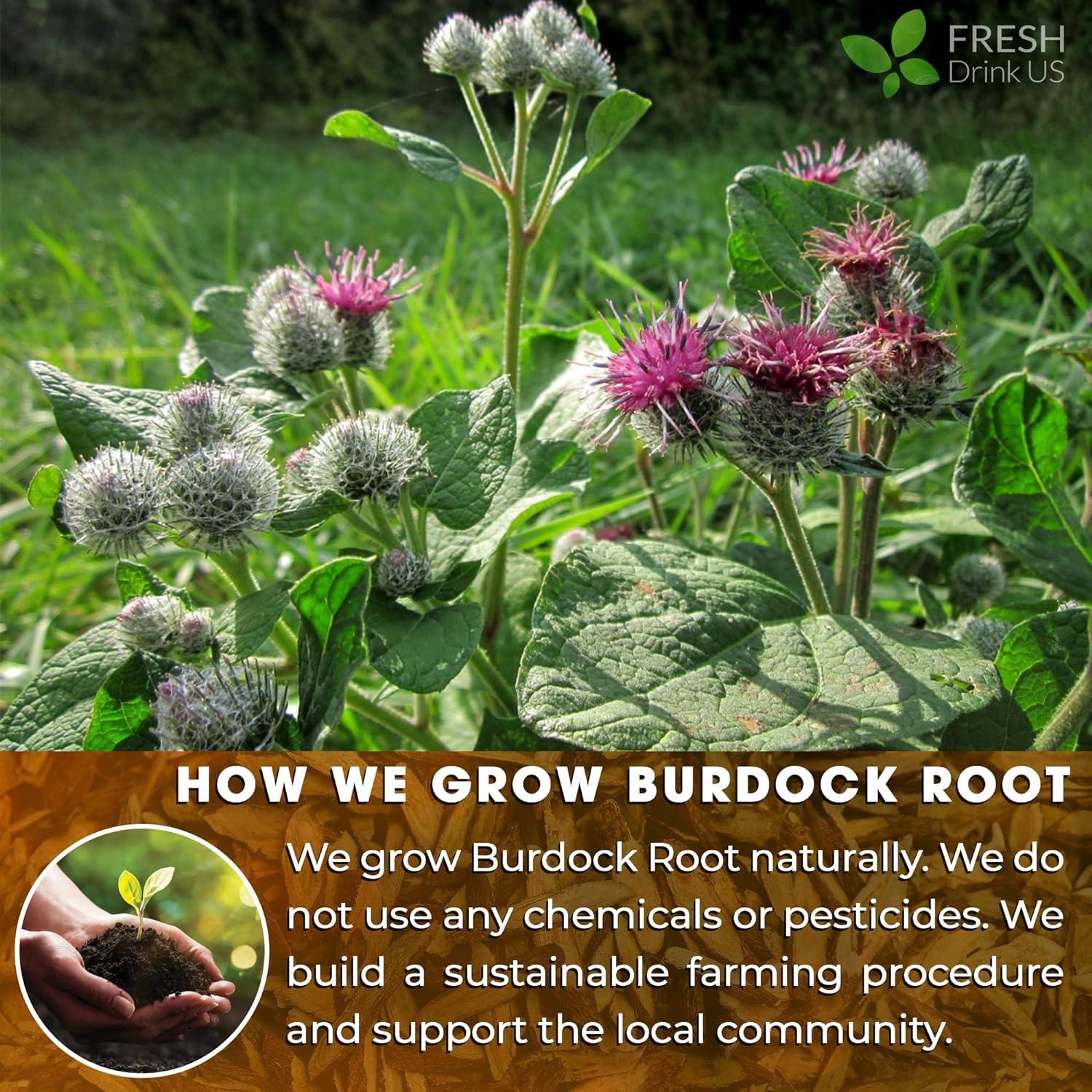 Burdock Root Powder, Burdock Root Extract, 100% Natural & Pure from Burdock Root, Burdock Root Herbal Tea, No Additives, No Caffeine, Vegan by FreshDrinkUS - Natural and Premium Herbal Tea