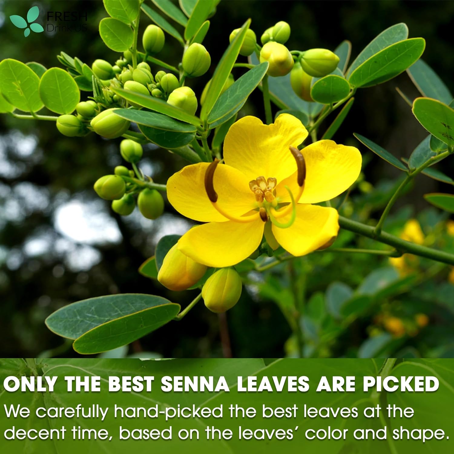 Premium Senna Leaf Tea Bags, 100% Natural & Pure from Senna Leaves. Loose Leaf Senna Herbal Tea, Made with Natural Material Tea Bags, Senna Leaf Tea. No Sugar, No Caffeine, No Gluten, Vegan. by FreshDrinkUS - Natural and Premium Herbal Tea