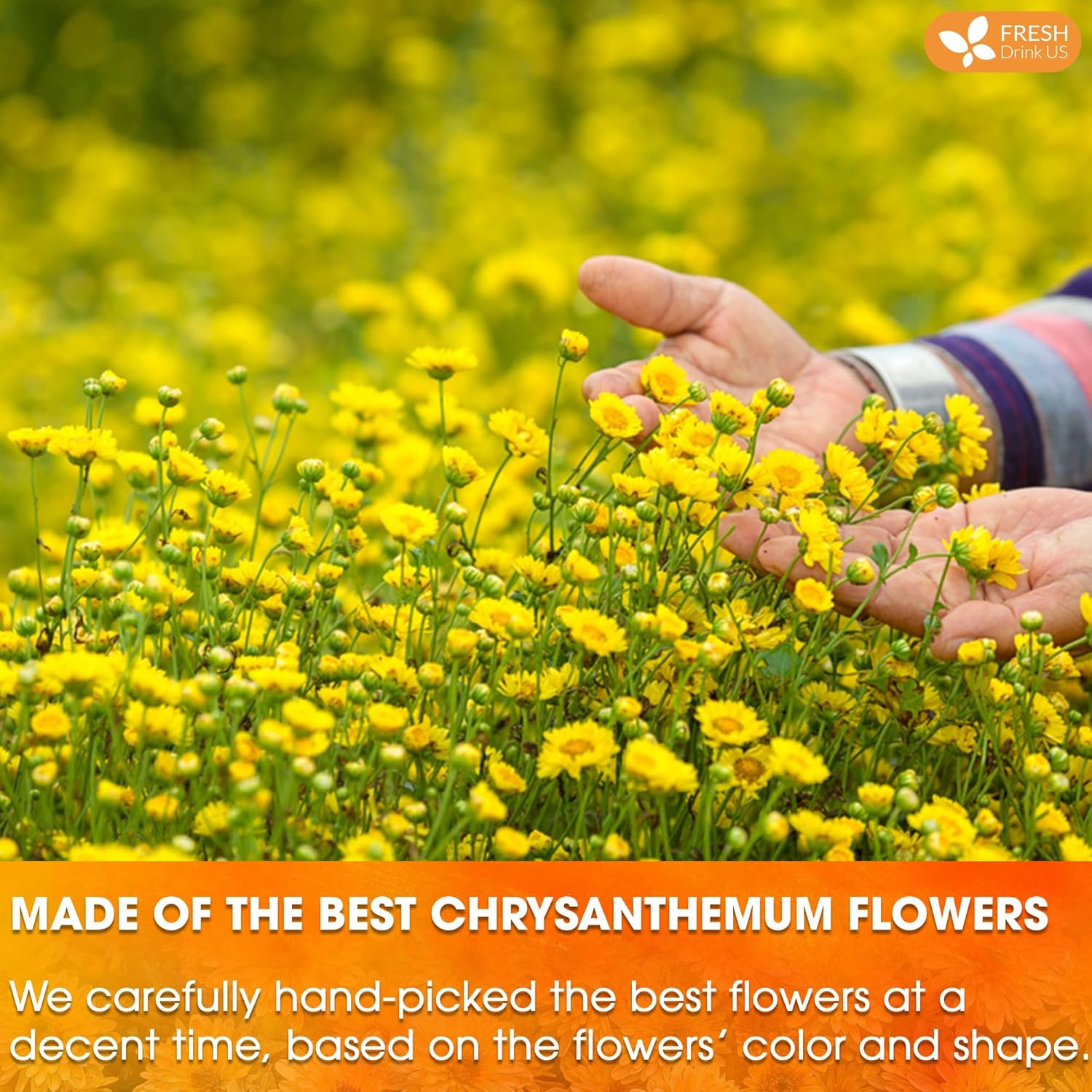 Premium Chrysanthemum Flower Tea Bags. Chrysanthemum Flower Herbal Tea. No Sugar, No Caffeine, No Gluten, Vegan. by FreshDrinkUS - Natural and Premium Herbal Tea