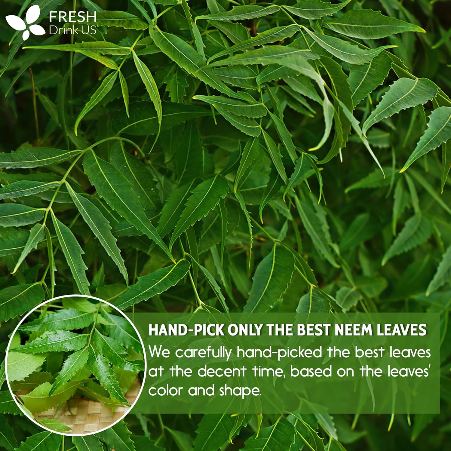 Neem Leaf Tea Bags, 100% Natural and Pure from Neem Leaves. Loose Leaf Neem Herbal Tea. Neem Leaf Tea. No Sugar, No Caffeine, No Gluten, Vegan. by FreshDrinkUS - Natural and Premium Herbal Tea