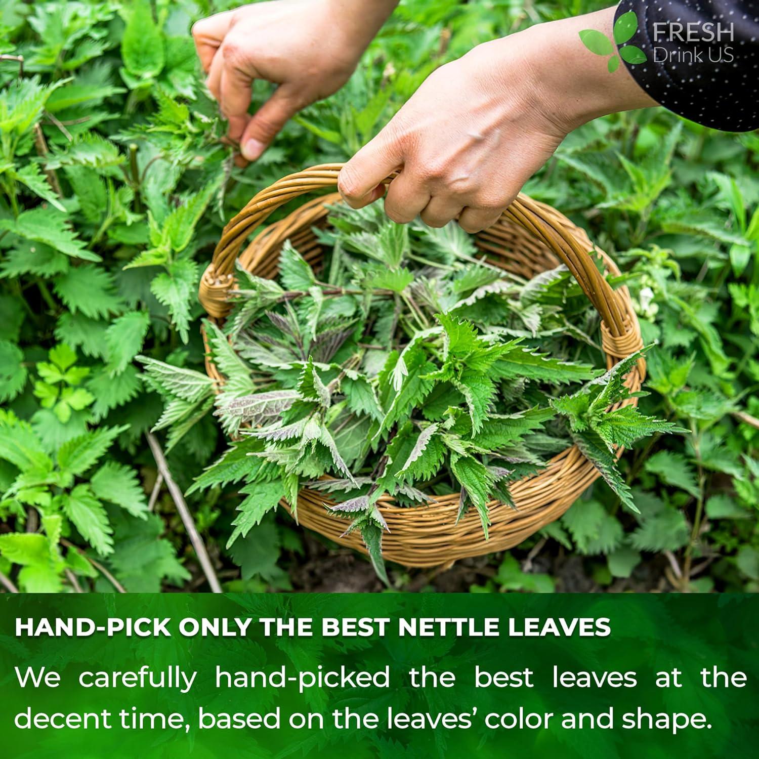 Premium Nettle Leaf Tea Bags, 100% Natural & Pure, Stinging Nettle Leaf Tea, Nettle Leaf Tea, Burn Nettle, Stinging Nettle, Nettle Tea, Stinger Tea, No Sugar/Caffeine & Gluten, Vegan by FreshDrinkUS - Natural and Premium Herbal Tea