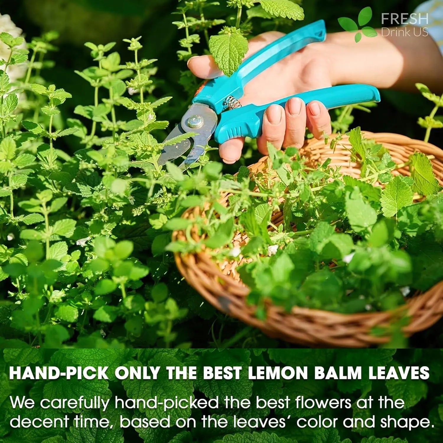 Premium Lemon Balm Leaf Tea Bags, 100% Natural & Pure from Lemon Balm Leaves. Loose Leaf Lemon Balm Herbal Tea. Lemon Balm Leaf Tea. No Sugar, No Caffeine, No Gluten, Vegan. by FreshDrinkUS - Natural and Premium Herbal Tea