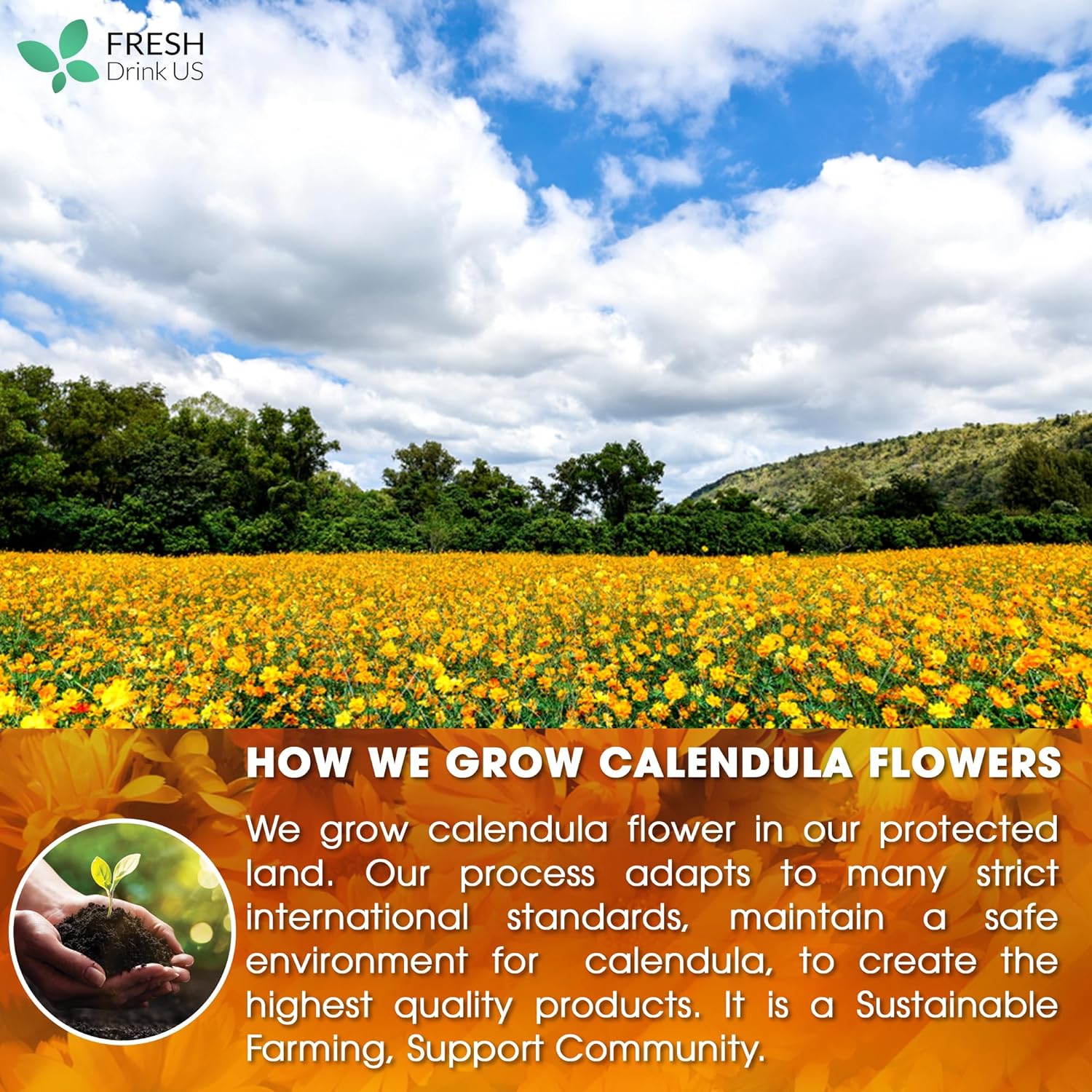 Calendula Tea Bags, 100% Natural and Pure Calendula Flowers, Eco-conscious Tea Bags. Calendula Flower Herbal Tea. No Sugar, No Caffeine, No Gluten, Vegan. by FreshDrinkUS - Natural and Premium Herbal Tea