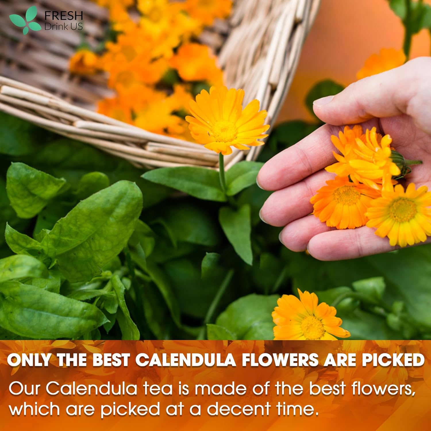 Calendula Tea Bags, 100% Natural and Pure Calendula Flowers, Eco-conscious Tea Bags. Calendula Flower Herbal Tea. No Sugar, No Caffeine, No Gluten, Vegan. by FreshDrinkUS - Natural and Premium Herbal Tea