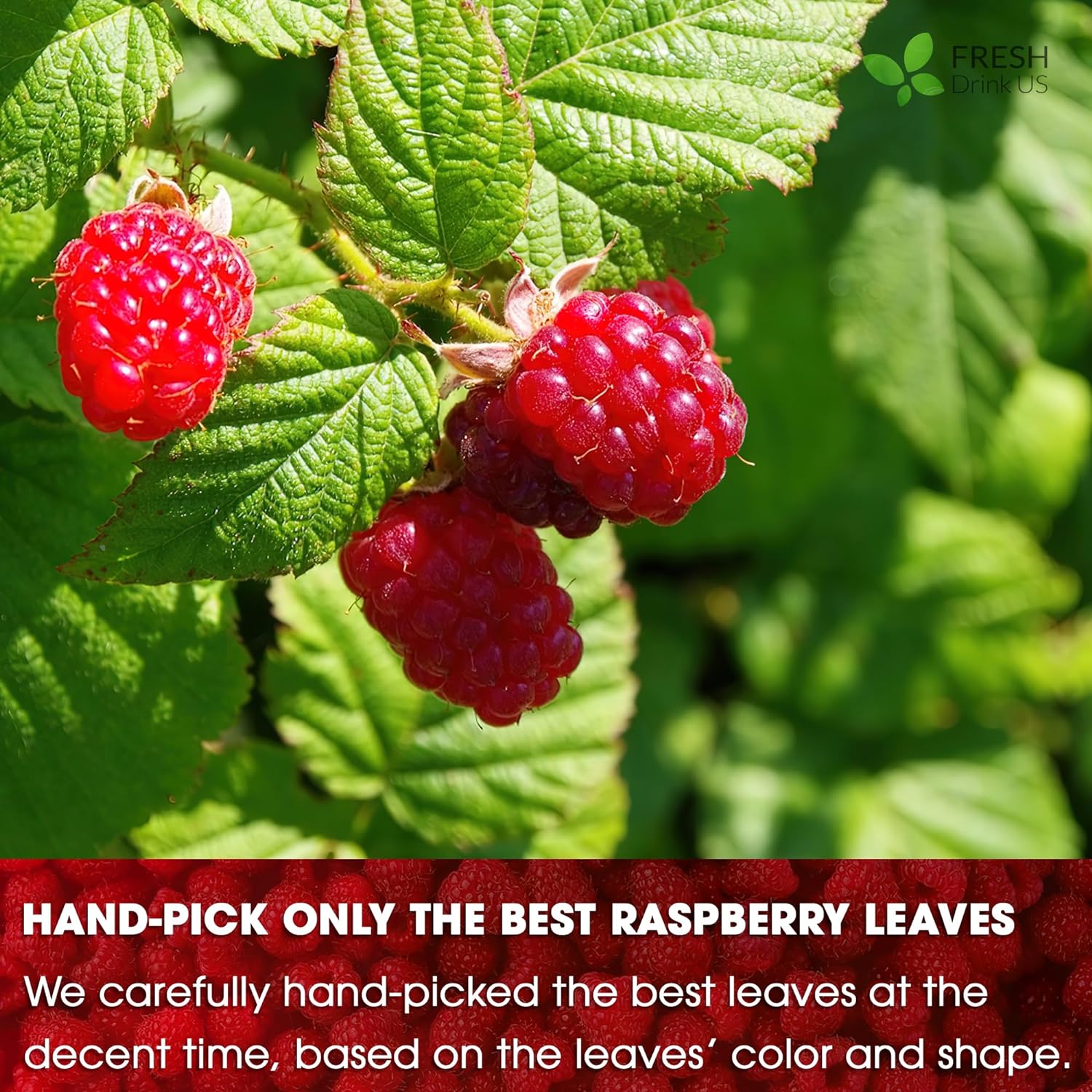 Raspberry Leaf Tea Bags, 100% Natural & Pure from Raspberry Leaves. Loose Leaf Raspberry Herbal Tea, Made with Natural Material Tea Bags, Raspberry Leaf Tea. No Sugar, No Caffeine, No Gluten, Vegan. by FreshDrinkUS - Natural and Premium Herbal Tea