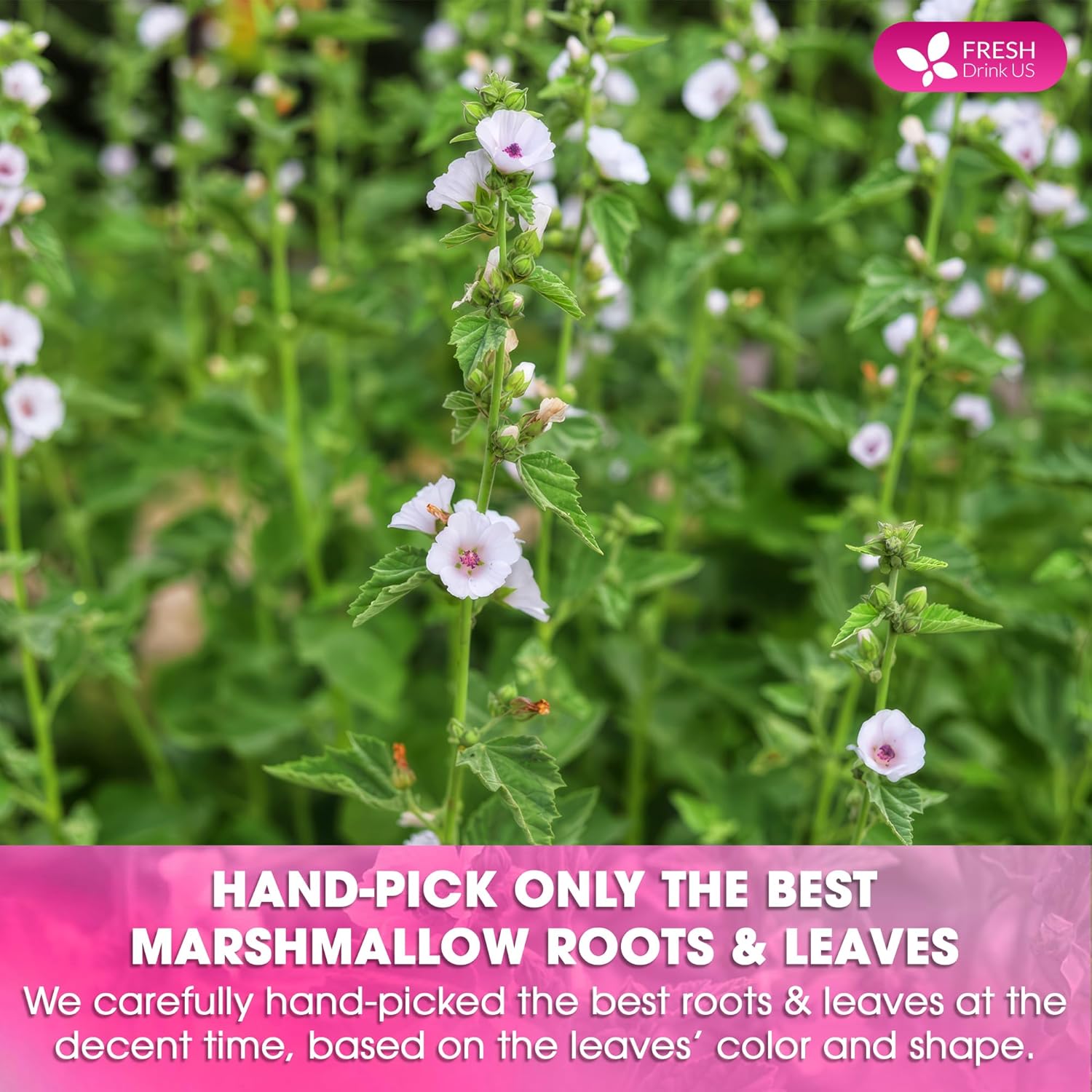 Premium Marshmallow Root and Leaf Tea Bags, 100% Natural & Pure. by FreshDrinkUS - Natural and Premium Herbal Tea