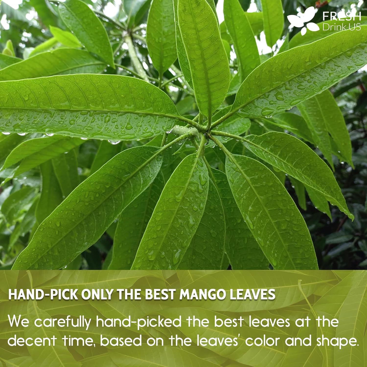 Mango Leaf, Whole Dried Leaves, Tea Bags, Powder, 100% Natural & Pure from Mango Leaves. Mango Dried Leaves. Loose Leaf Mango Herbal Tea. Mango Leaf Tea. No Sugar, No Caffeine, No Gluten, Vegan. by FreshDrinkUS - Natural and Premium Herbal Tea