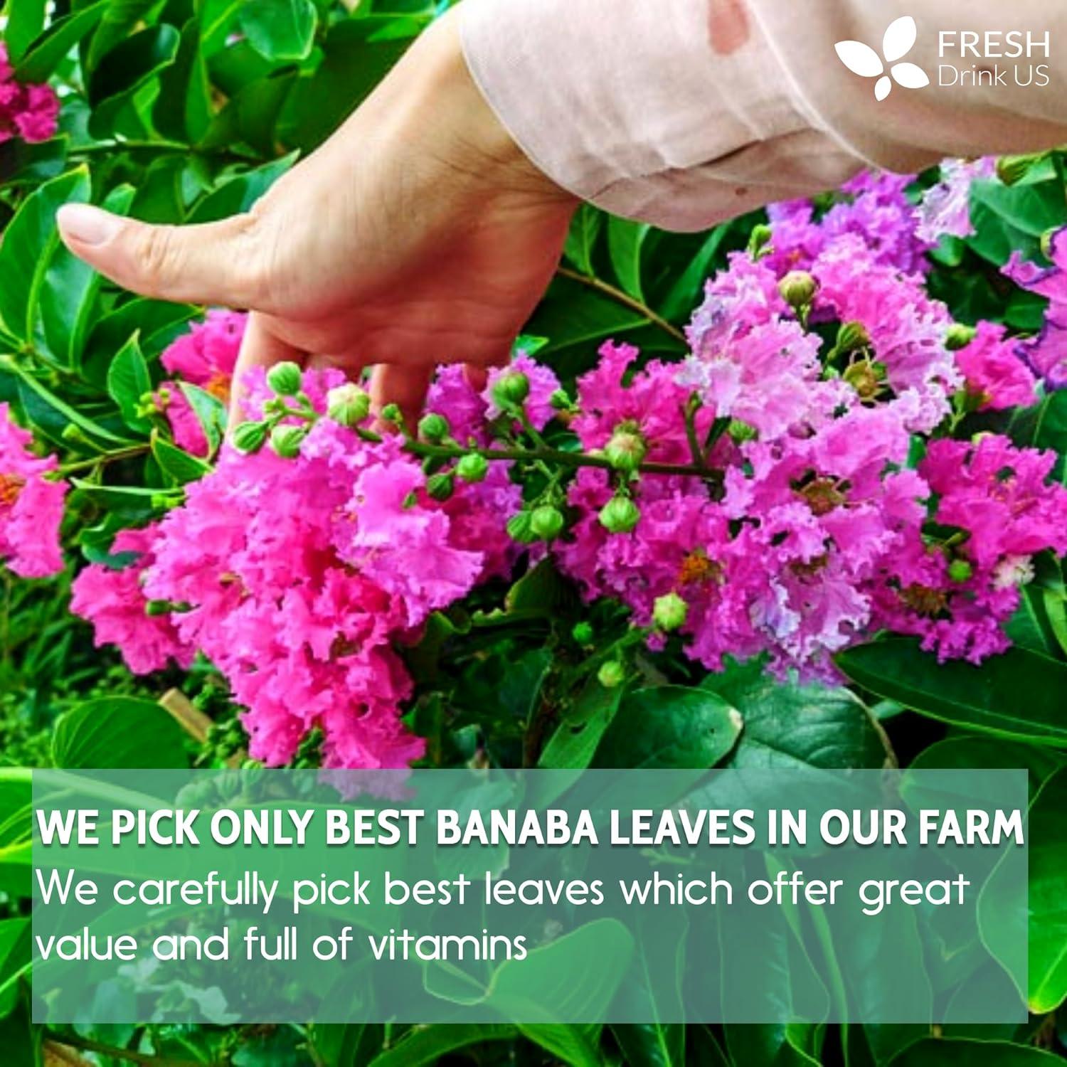 Natural Banaba Dried Leaves, Tea Bags, Powder, Whole Banaba Leaves, 100% Pure Dried Banaba Leaves, Banaba Leaf Tea, No Additives, No Caffeine, Vegan by FreshDrinkUS - Natural and Premium Herbal Tea