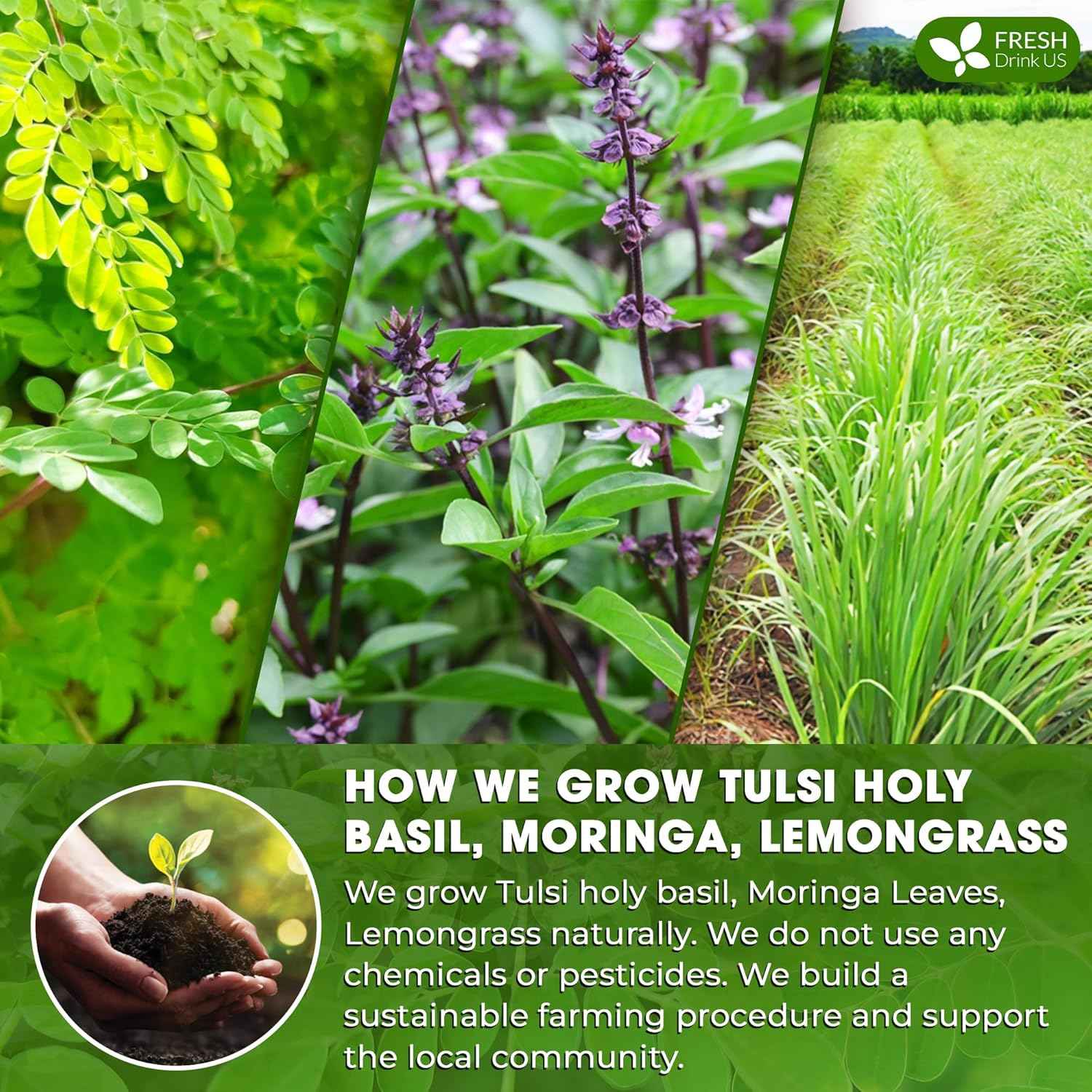 Premium Tulsi Moringa Lemongrass Tea Bags, 100% Natural & Pure from Tulsi Holy Basil Leaves, Moringa & Lemongrass.