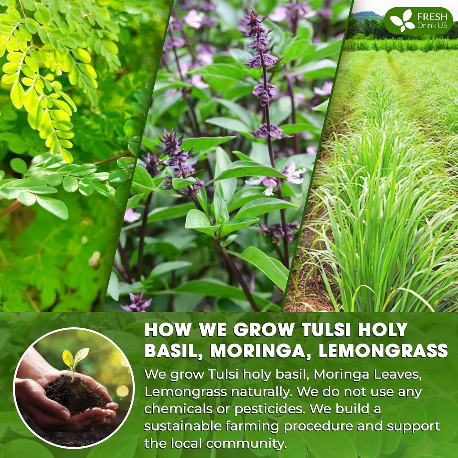 Premium Tulsi Moringa Lemongrass Tea Bags, 100% Natural & Pure from Tulsi Holy Basil Leaves, Moringa & Lemongrass. by FreshDrinkUS - Natural and Premium Herbal Tea