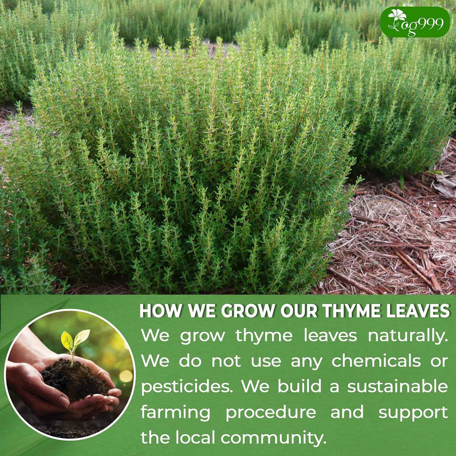 Premium 40 Thyme Leaf Tea Bags, 100% Natural & Pure, Loose Leaf Herbal Tea.