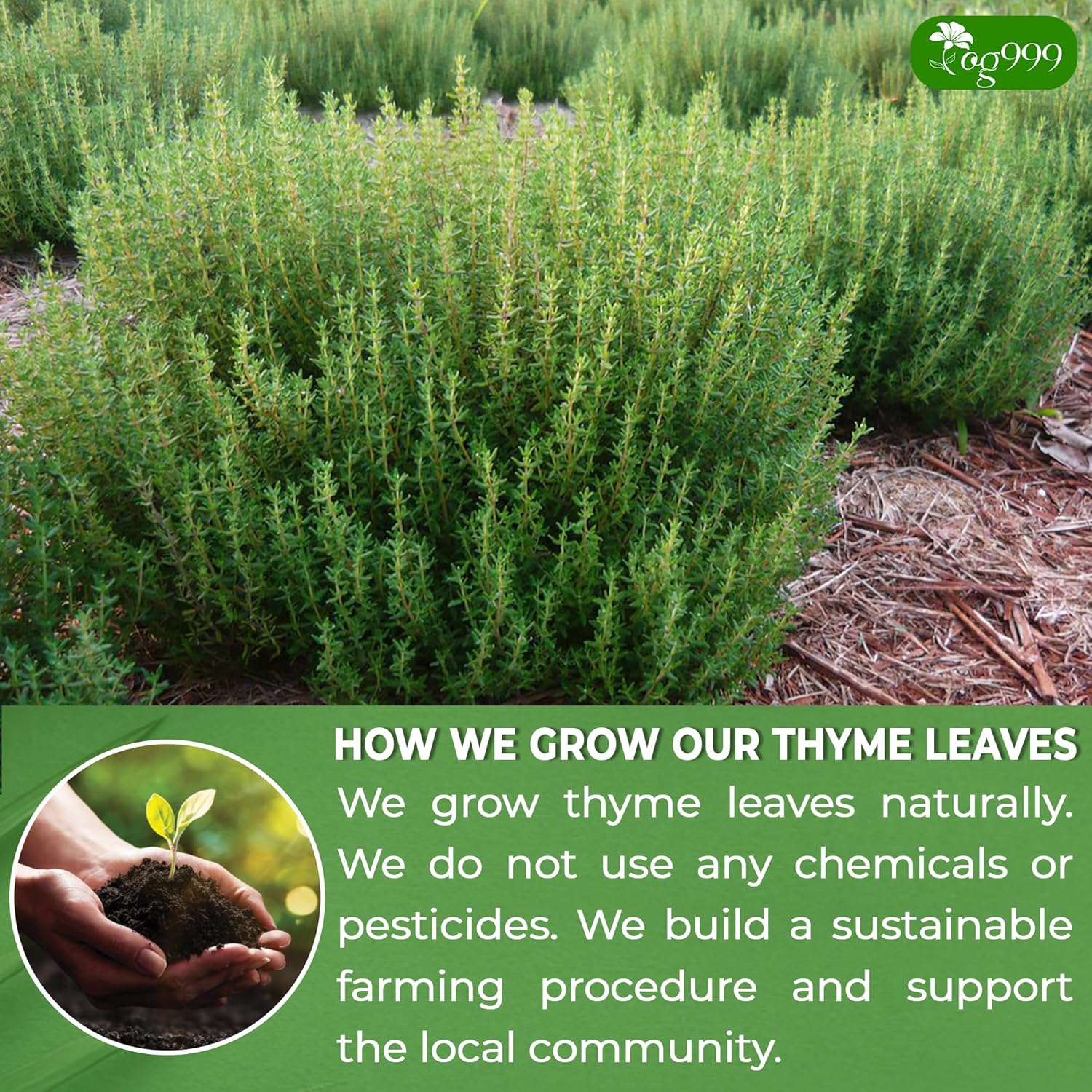 Premium 40 Thyme Leaf Tea Bags, 100% Natural & Pure, Loose Leaf Herbal Tea. by FreshDrinkUS - Natural and Premium Herbal Tea