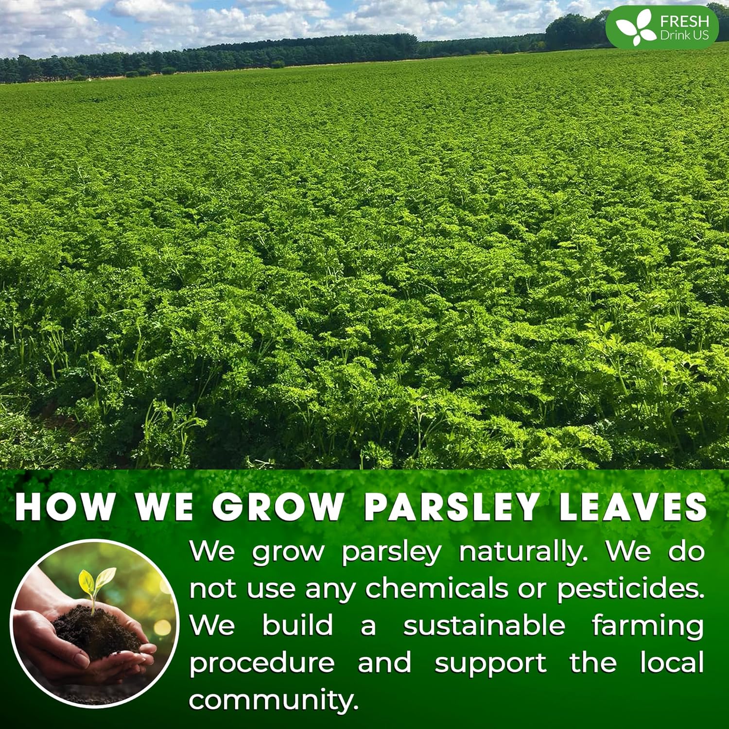 Premium Parsley Leaf Tea Bags, 100% Natural & Pure from Parsley Leaves. by FreshDrinkUS - Natural and Premium Herbal Tea