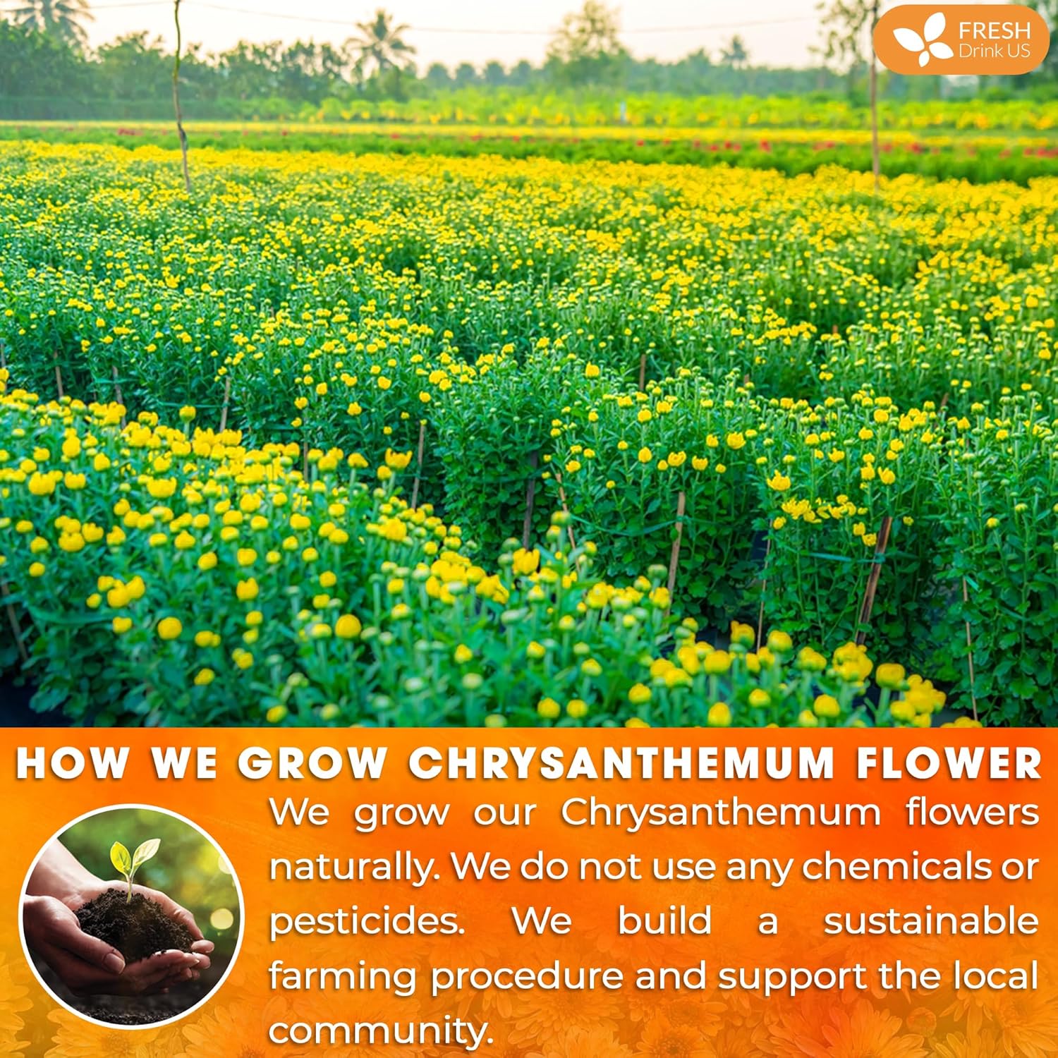 Premium Chrysanthemum Flowers, Chrysanthemum Herbal Tea, No Additives, No Caffeine, Vegan by FreshDrinkUS - Natural and Premium Herbal Tea