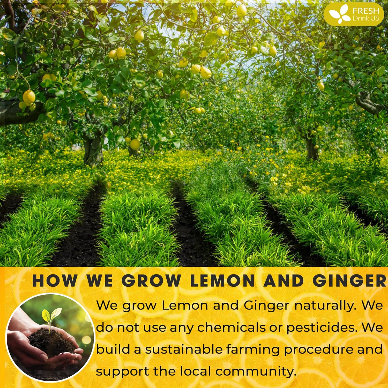 Premium Lemon Ginger Tea Bag, Eco-conscious Tea Bags. Lemon Ginger Herbal Tea. No Sugar, No Caffeine, No Gluten, Vegan. by FreshDrinkUS - Natural and Premium Herbal Tea