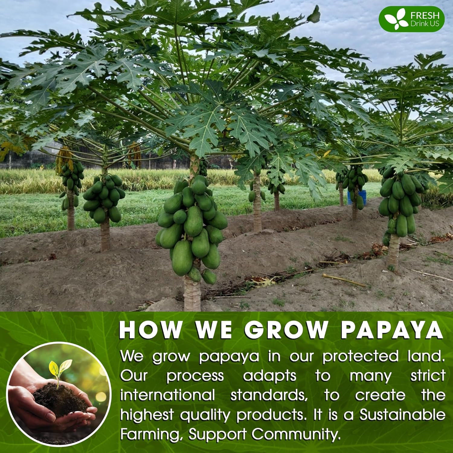 Premium Papaya Leaf Tea Bags, Made with Natural Material Tea Bags. No Sugar, No Caffeine, No Gluten, Vegan. by FreshDrinkUS - Natural and Premium Herbal Tea