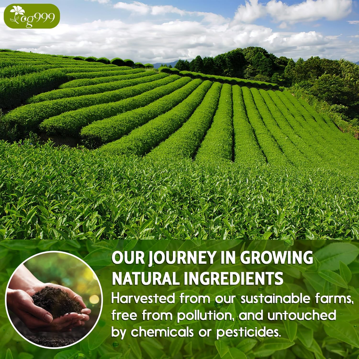 Premium Sencha Green Tea Bags, 100% Natural & Pure from Sencha Green Tea Leaves by FreshDrinkUS - Natural and Premium Herbal Tea