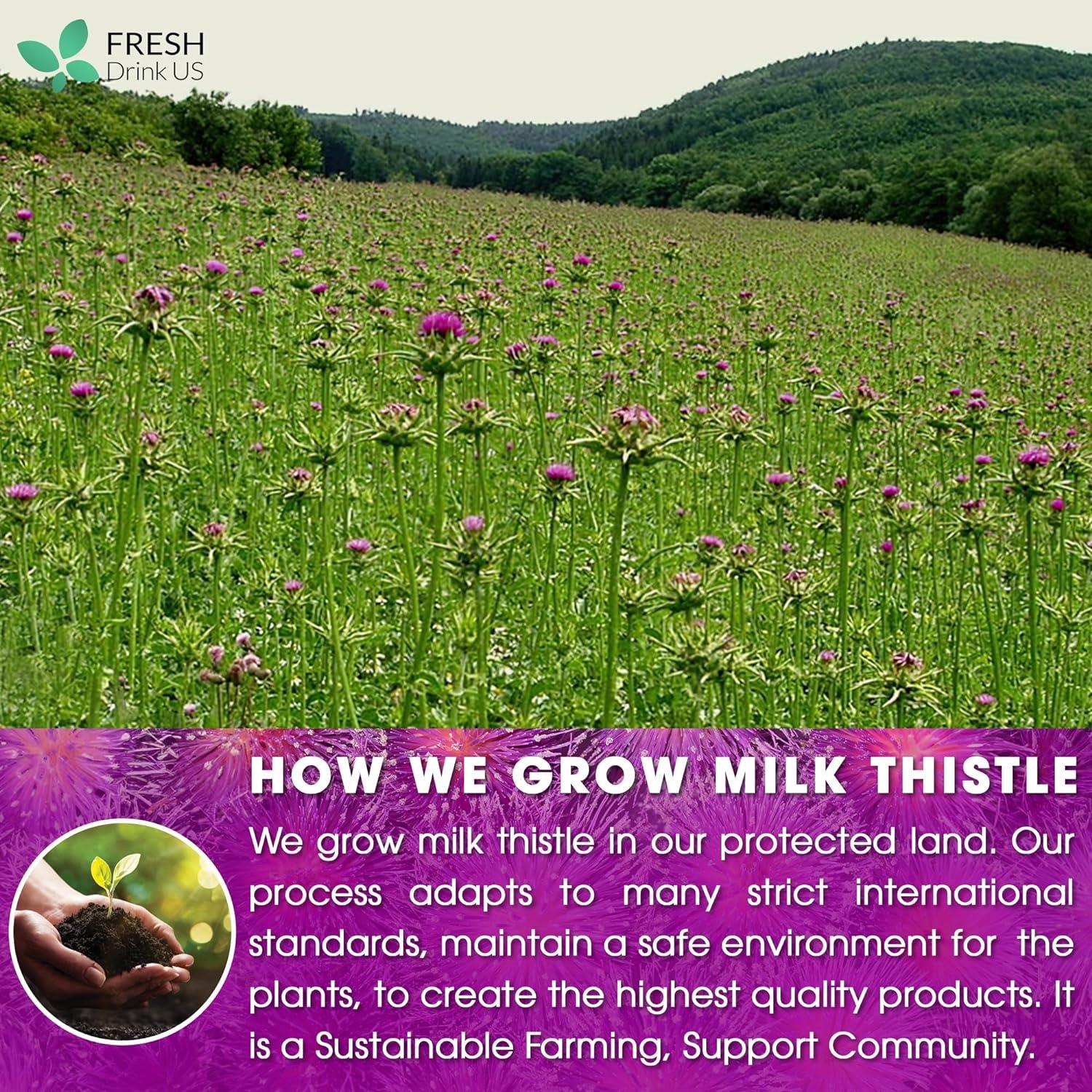 Premium Milk Thistle Tea Bags, 100% Natural & Pure from Milk Thistle Seeds. Milk Thistle Seed Herbal Tea. Milk Thistle Seed Tea. Made with Natural Material Tea Bags. No Sugar, No Caffeine, No Gluten, Vegan. by FreshDrinkUS - Natural and Premium Herbal Tea
