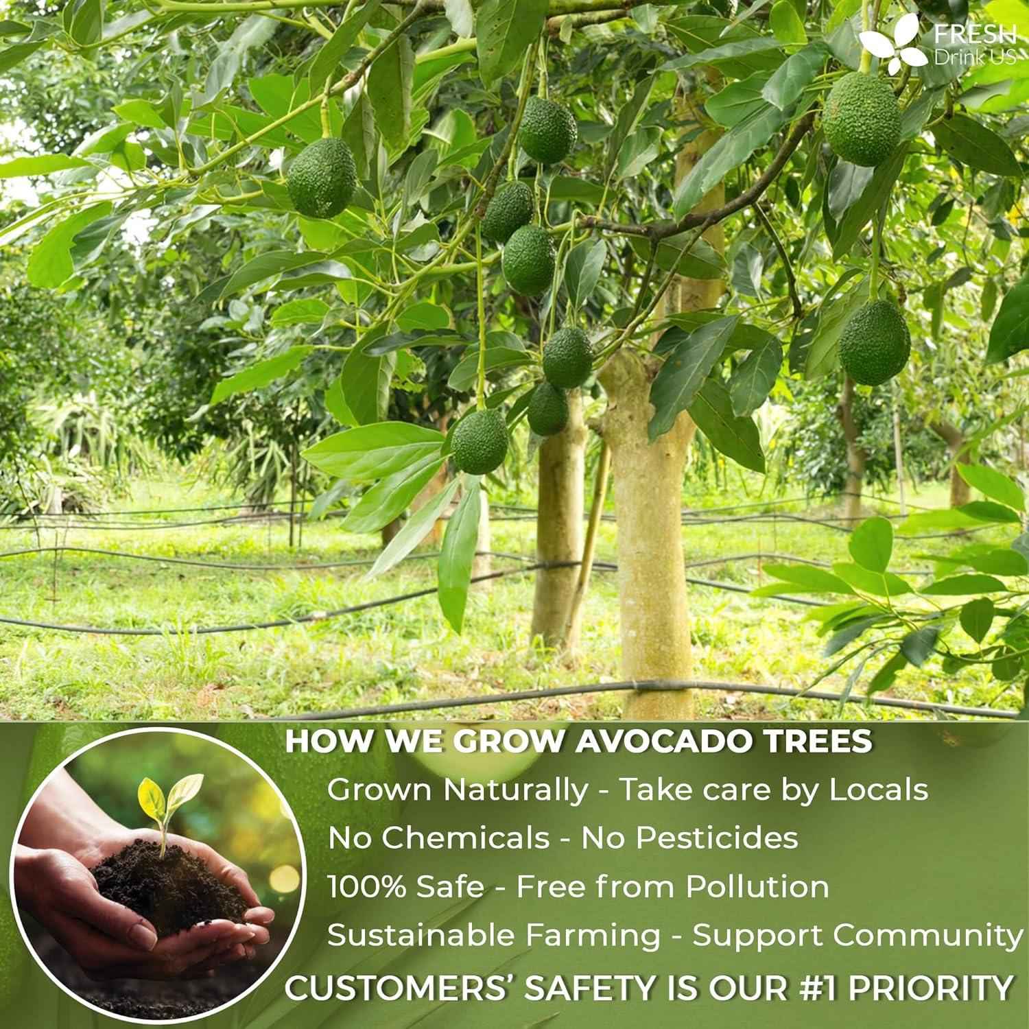 Natural Avocado Whole Leaves Dried, Tea Bags, 100% Pure from Avocado Leaves, Avocado Leaf Tea, Hojas de Aguacate Seca, No Additives, No Caffeine, Vegan by FreshDrinkUS - Natural and Premium Herbal Tea