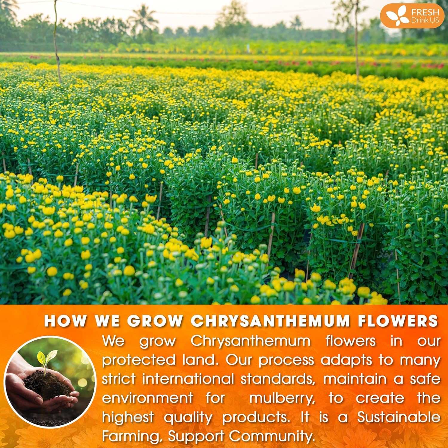 Premium Chrysanthemum Flower Tea Bags. Chrysanthemum Flower Herbal Tea. No Sugar, No Caffeine, No Gluten, Vegan. by FreshDrinkUS - Natural and Premium Herbal Tea