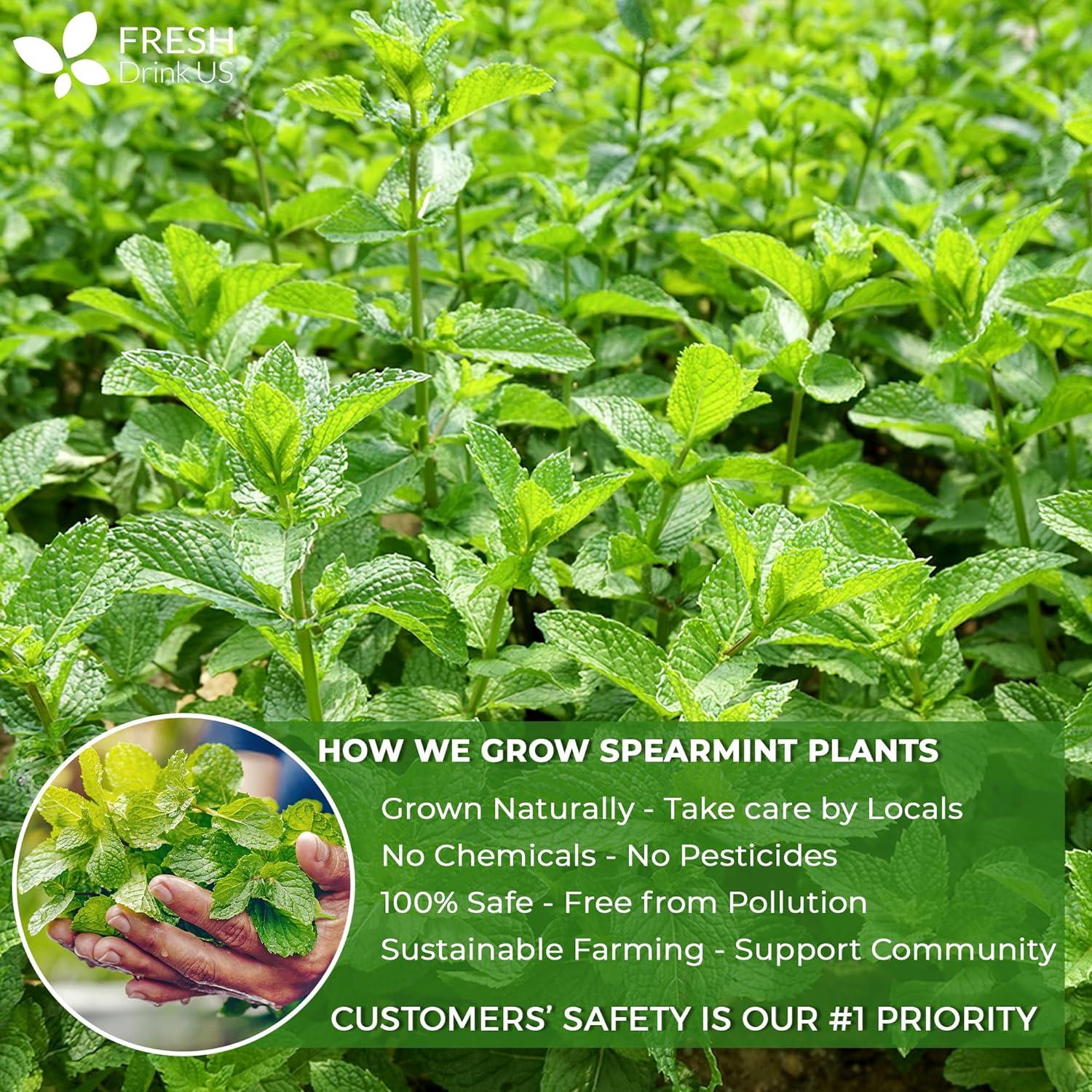 Spearmint Tea Bags, 100% Natural & Pure Spearmint Leaves. Loose Leaf Spearmint Herbal Tea. Spearmint Leaf Tea. No Sugar, No Caffeine, No Gluten, Vegan. by FreshDrinkUS - Natural and Premium Herbal Tea