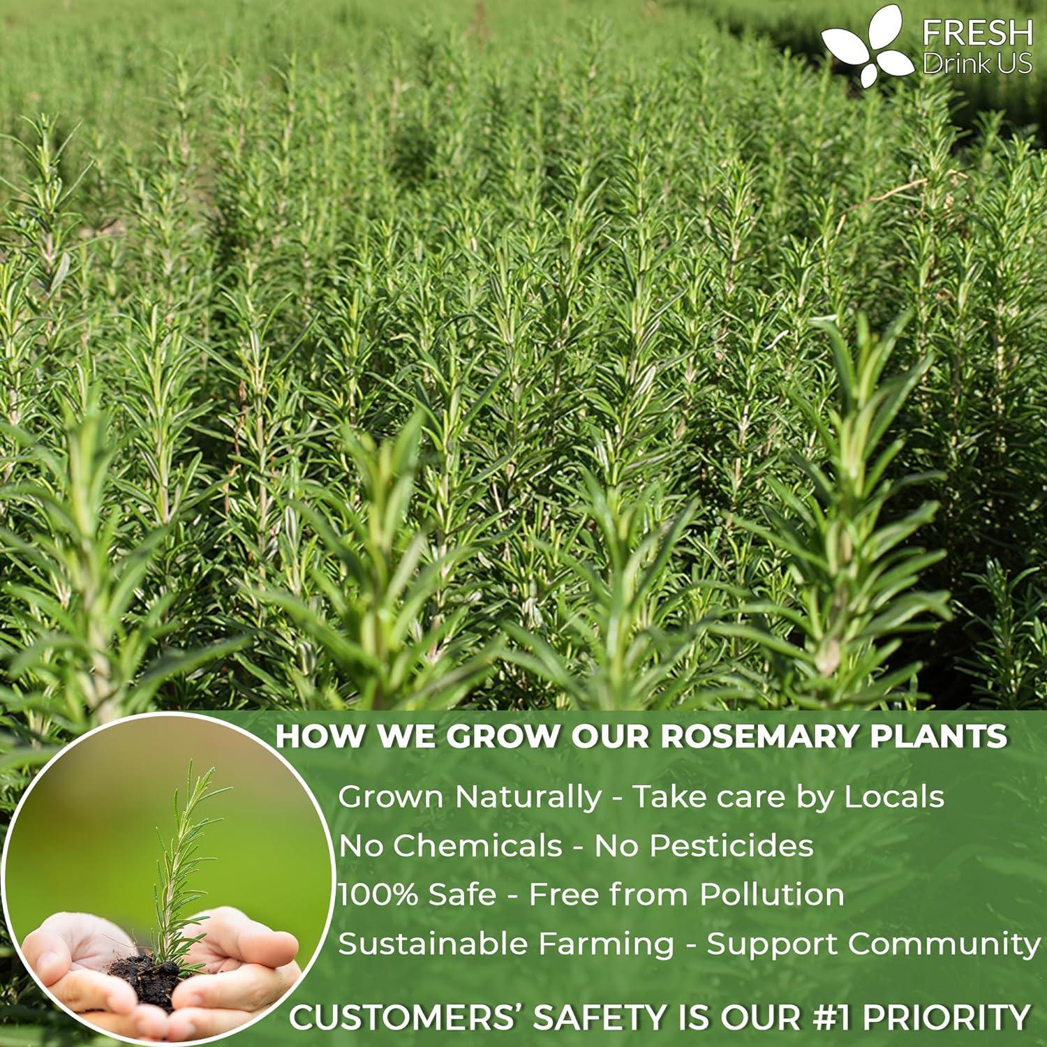Premium Rosemary Leaves, Tea Bags, Powder, 100% Natural & Pure from Dried Rosemary Leaves, No Additives, No Caffeine, Vegan. Dried Rosemary Herb, Perfect for Seasoning, Spice Blends for Grilling & Cooking by FreshDrinkUS - Natural and Premium Herbal Tea