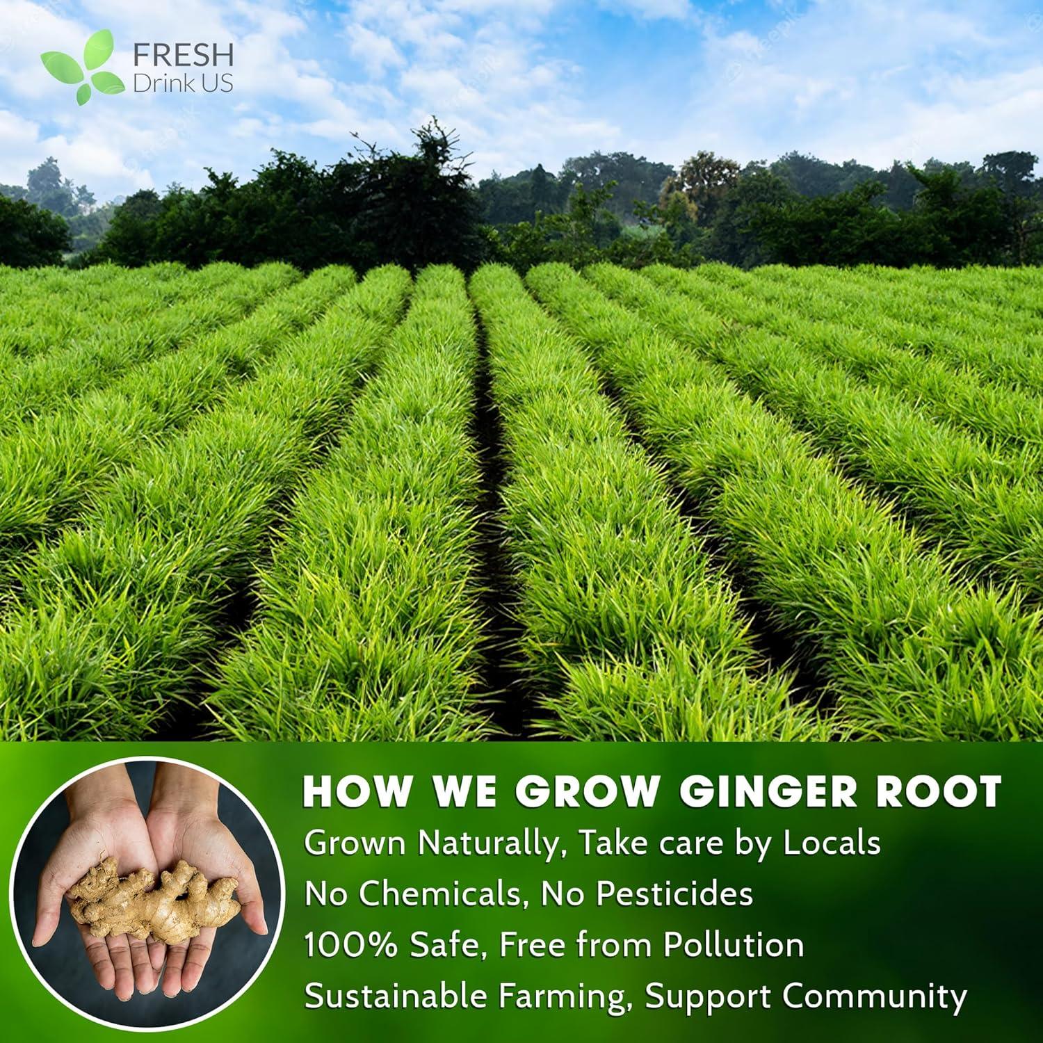 Premium Ginger Tea Bags, 100% Natural & Pure from Ginger Roots, Ginger Tea, Ginger Herbal Tea. Ginger Tea. No Sugar, No Caffeine, No Gluten, Vegan. by FreshDrinkUS - Natural and Premium Herbal Tea