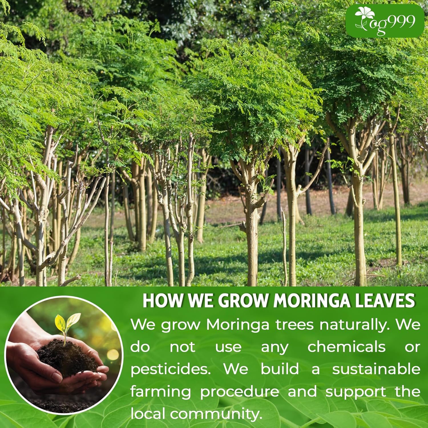 Premium Moringa Leaf Powder, 100% Natural and Pure from Moringa Leaves, No Additives, No Gluten, No Sugar, Vegan by FreshDrinkUS - Natural and Premium Herbal Tea