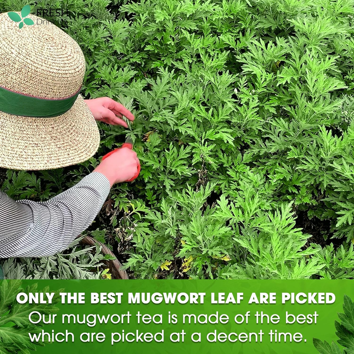 Mugwort Leaf Tea Bags, 100% Natural and Pure Mugwort Leaves, Loose Leaf Mugwort Herbal Tea, Mugwort Leaf Tea, No Sugar, No Caffeine, No Gluten, Vegan. by FreshDrinkUS - Natural and Premium Herbal Tea